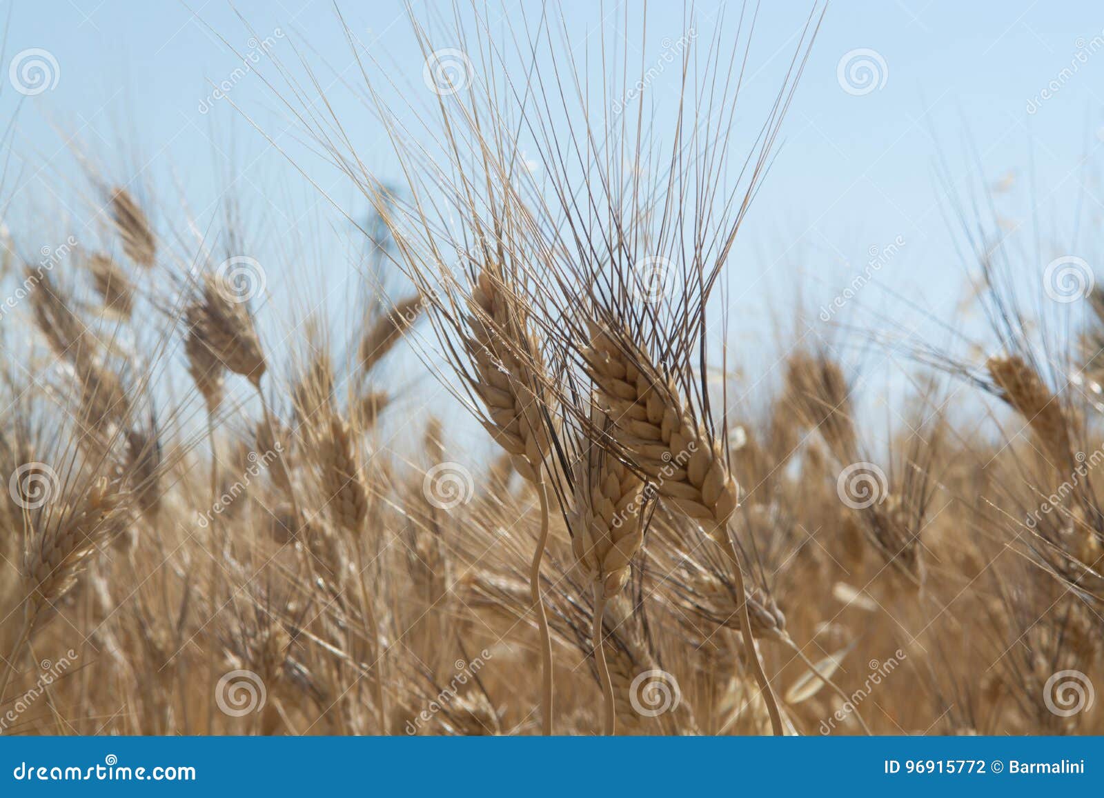 yellow fields with ripe hard wheat, grano duro, sicily, italy