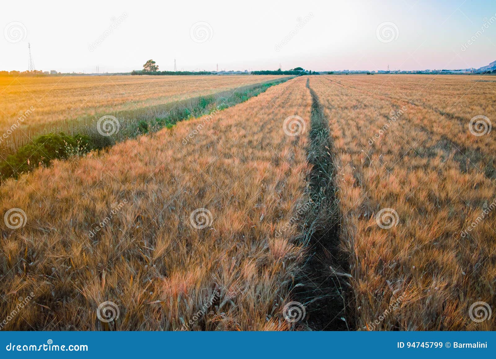 yellow fields with ripe hard wheat, grano duro, sicily, italy