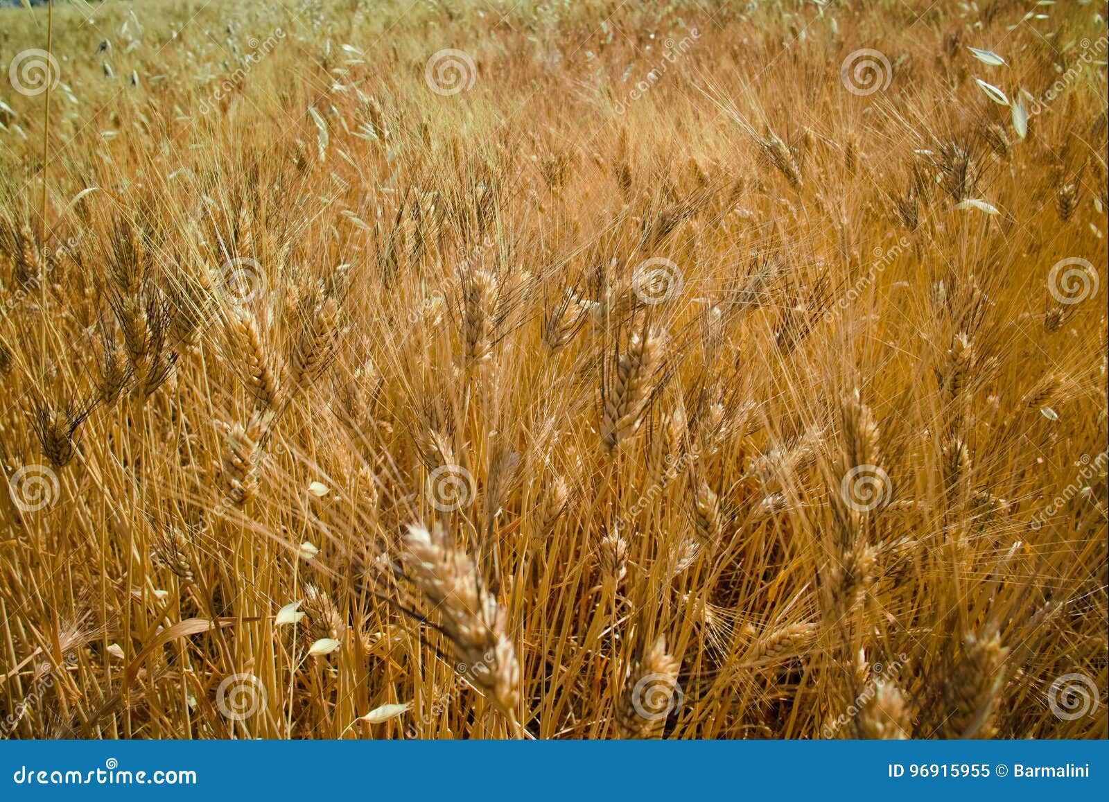 yellow fields with ripe hard wheat, grano duro, sicily, italy