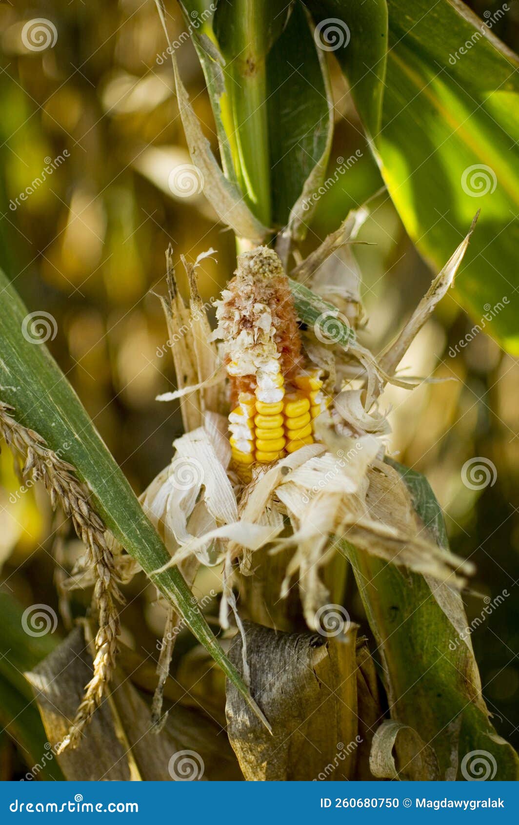 Yellow Filed Corn in the Husk Stock Photo Image of criminal, warm