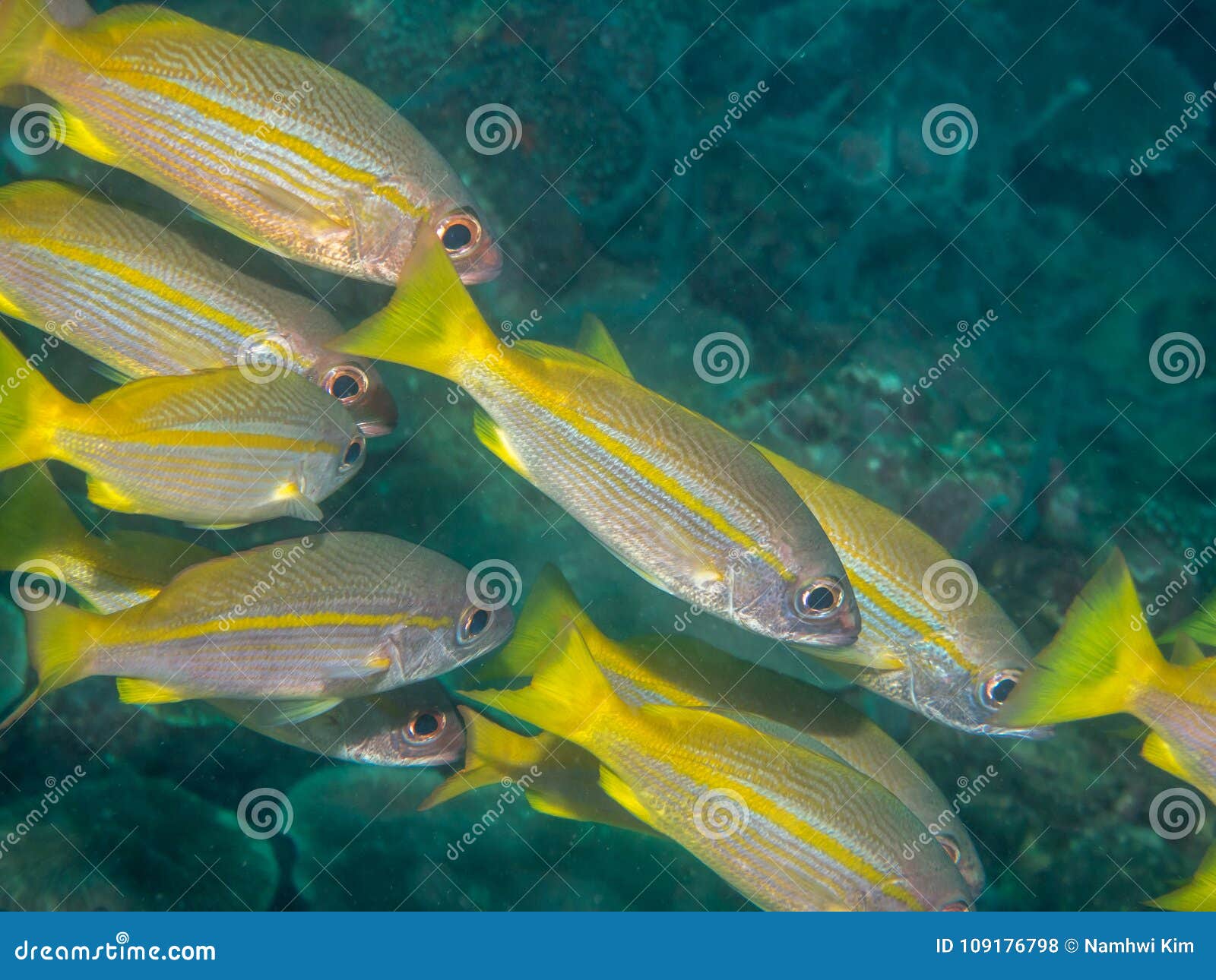 Yellow Fin Fish Swimming Underwater Stock Photo - Image of scuba