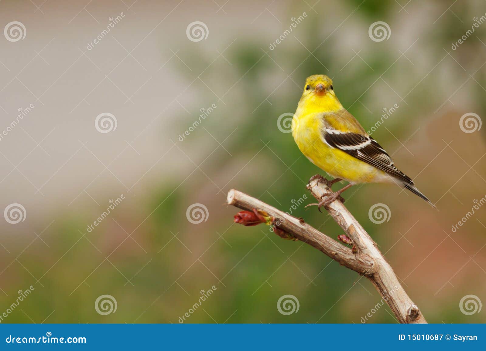 Yellow Finch stock image. Image of cute, nature, lush 15010687