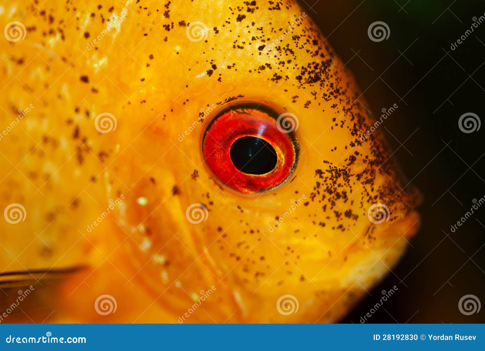 Yellow fish in aquarium stock photo. Image of orange 28192830