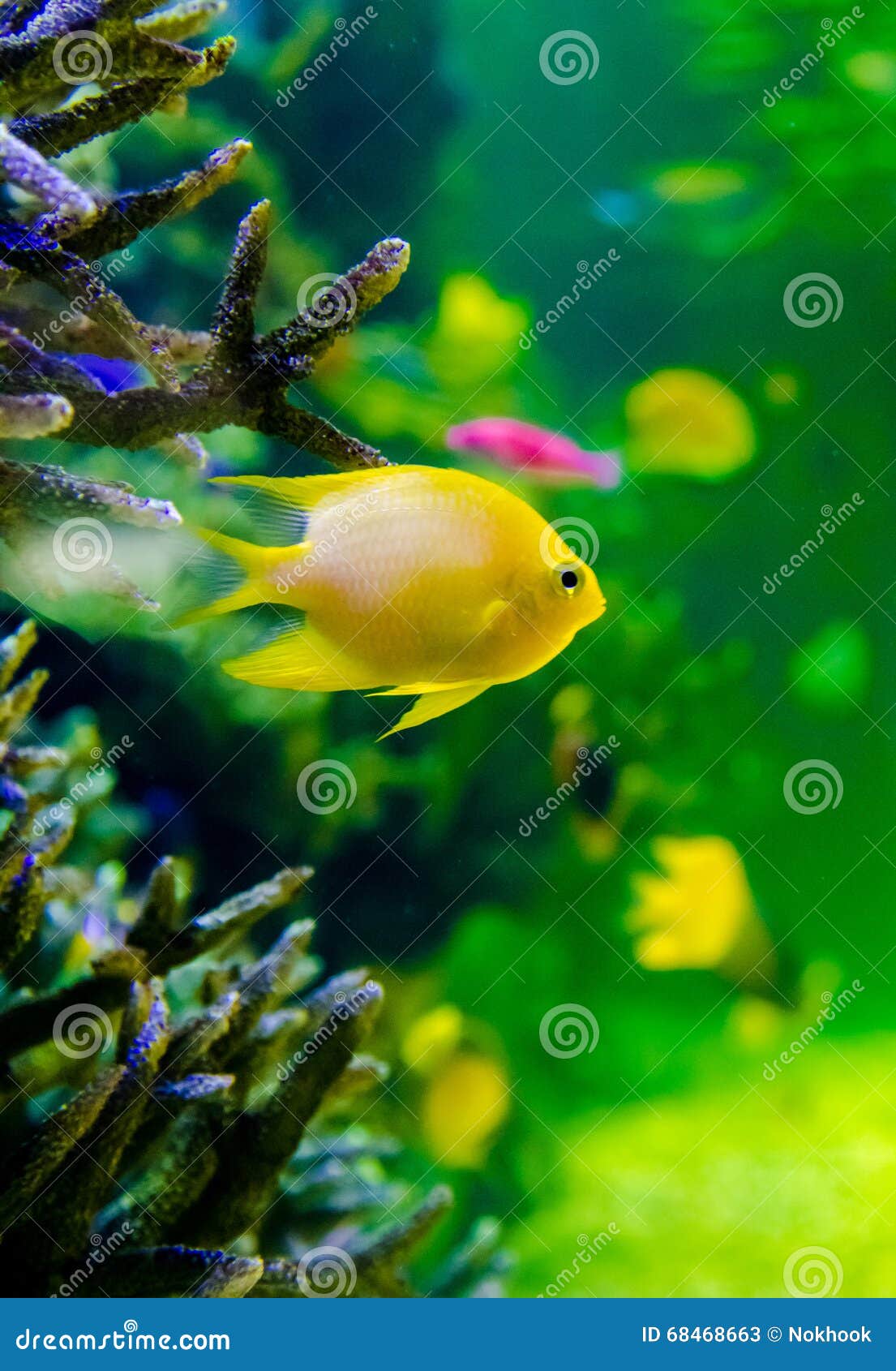 Yellow fish in aquarium stock image. Image of life, world - 68468663