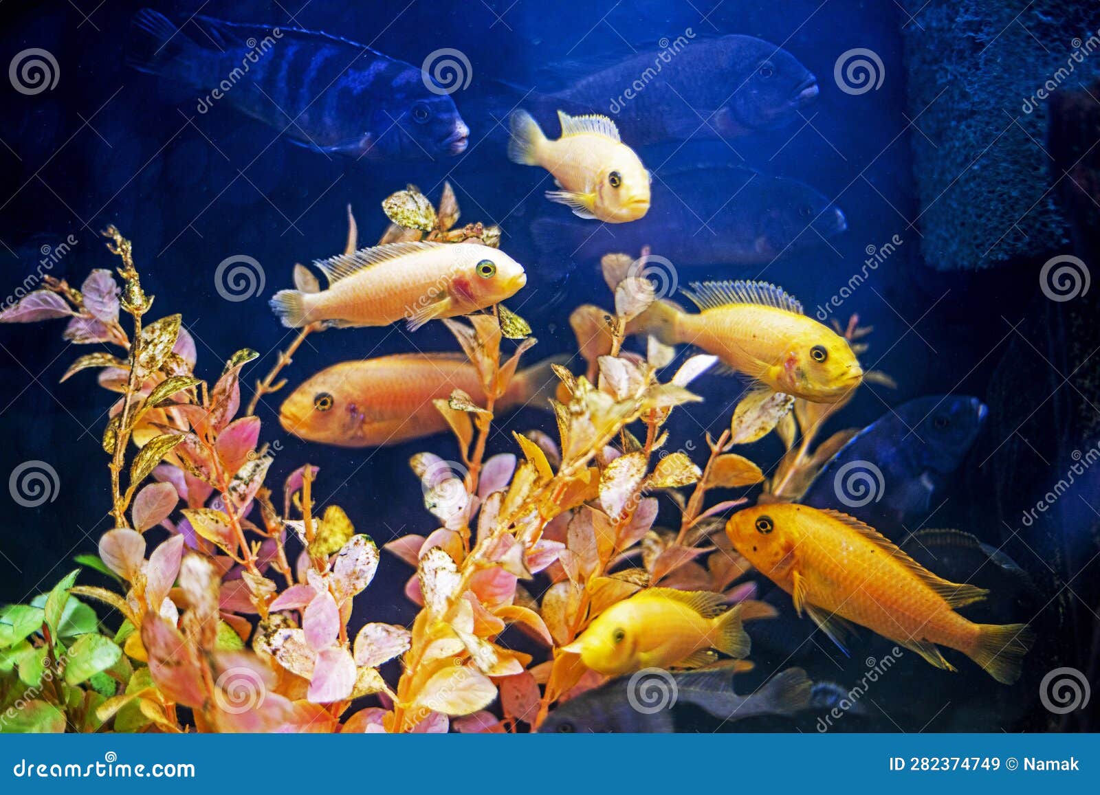 Yellow Fish Danio Glofish Swim in an Aquarium between Yellow Algae