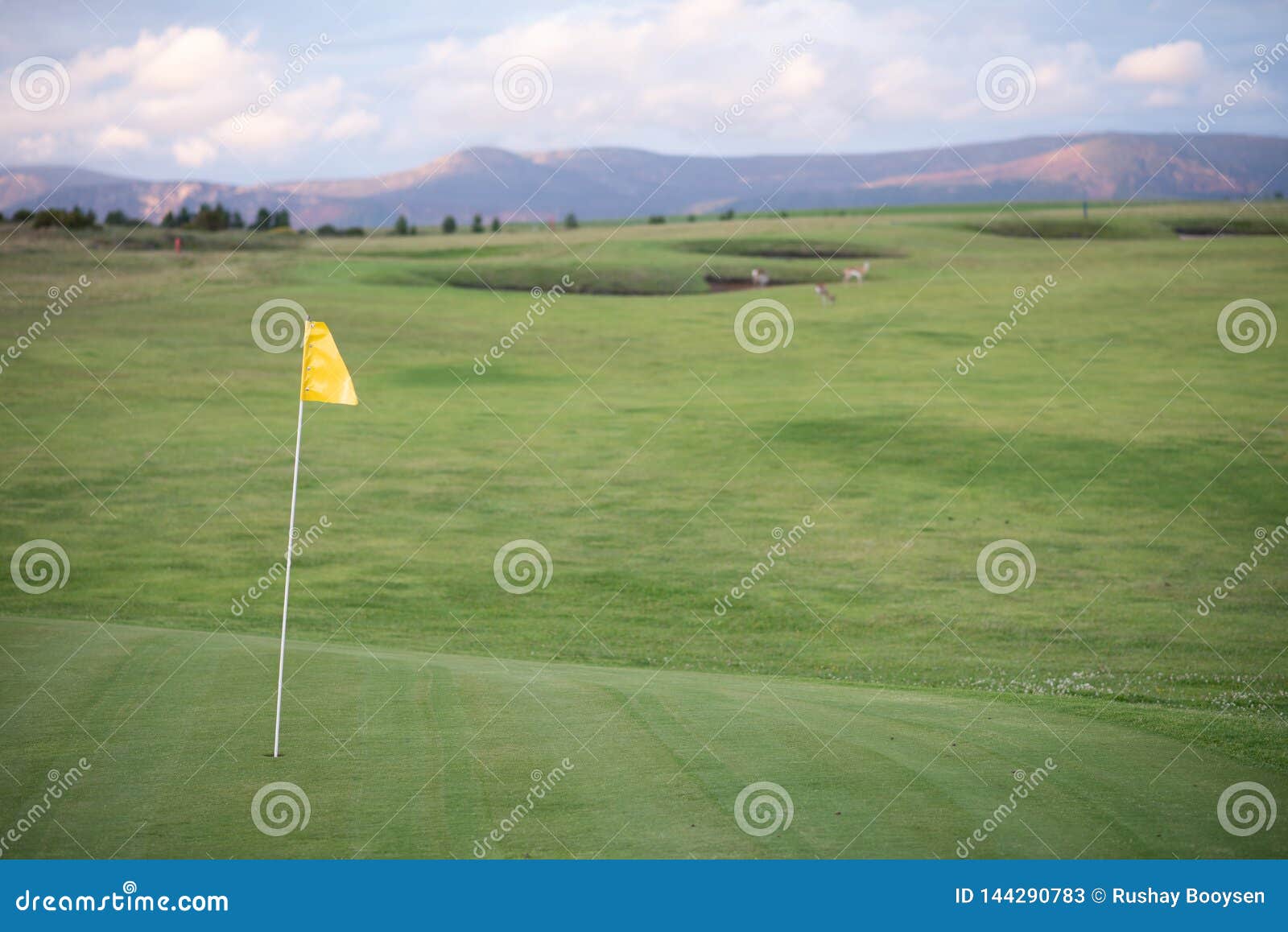 Yellow flag on golf course stock image. Image of flag 144290783