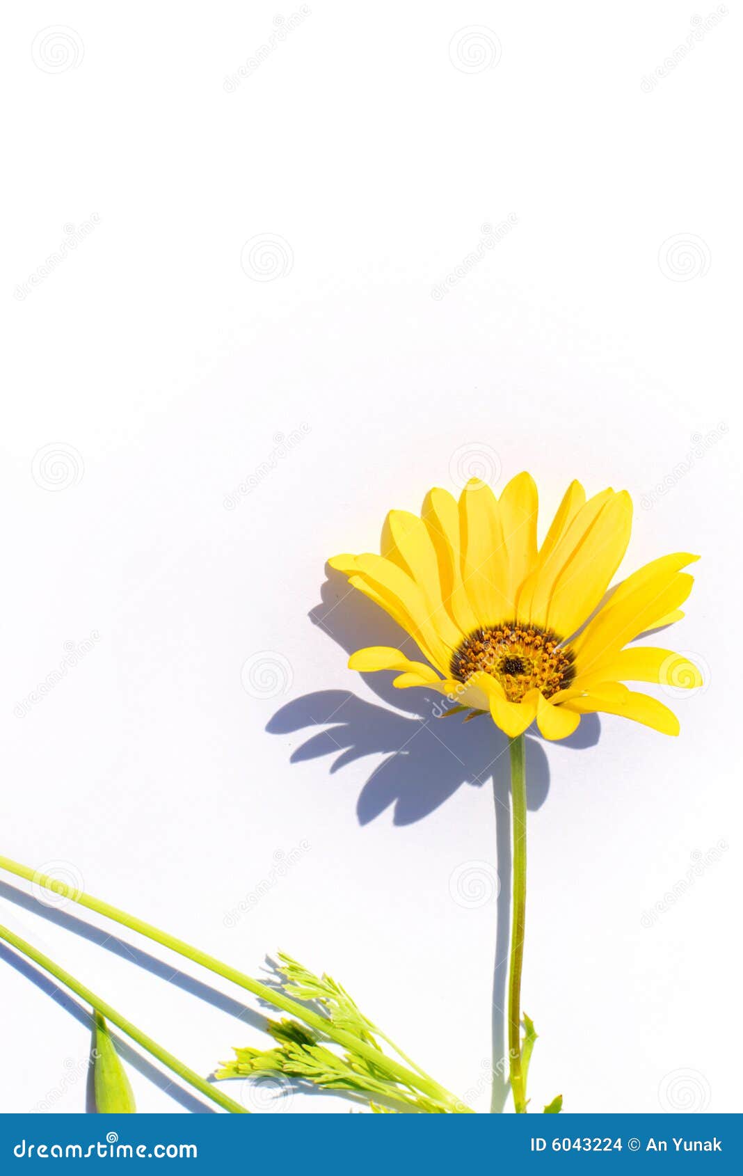 Yellow flower stock photo. Image of color, flower, compositae 6043224