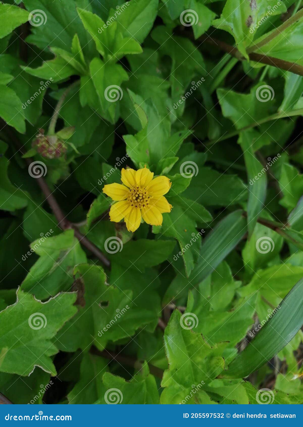 Yellow Flower at the Beach Side in the Afternoon Stock Photo Image of