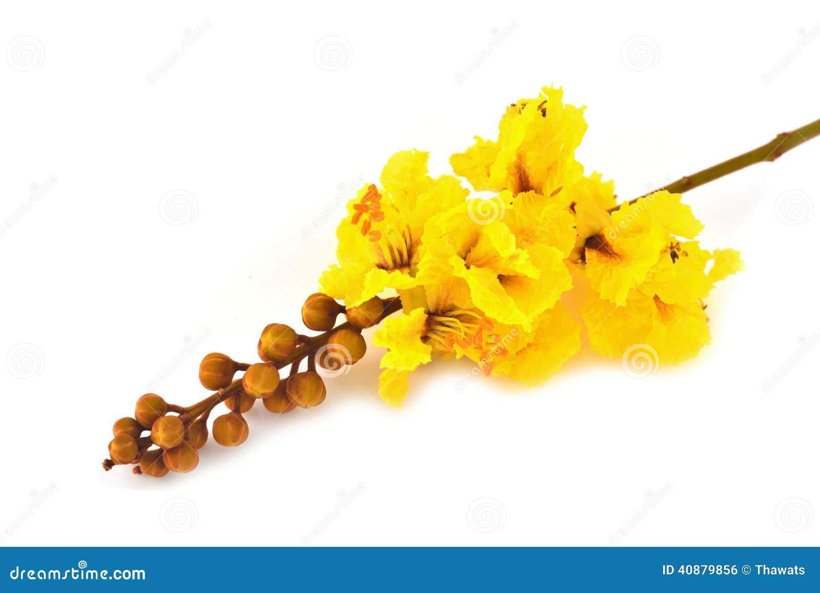 Yellow flower stock photo. Image of outdoor, natural - 40879856
