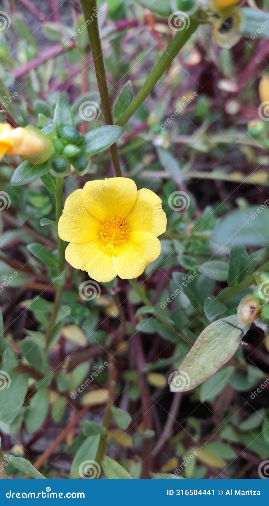 yellow flower - beauty of nature