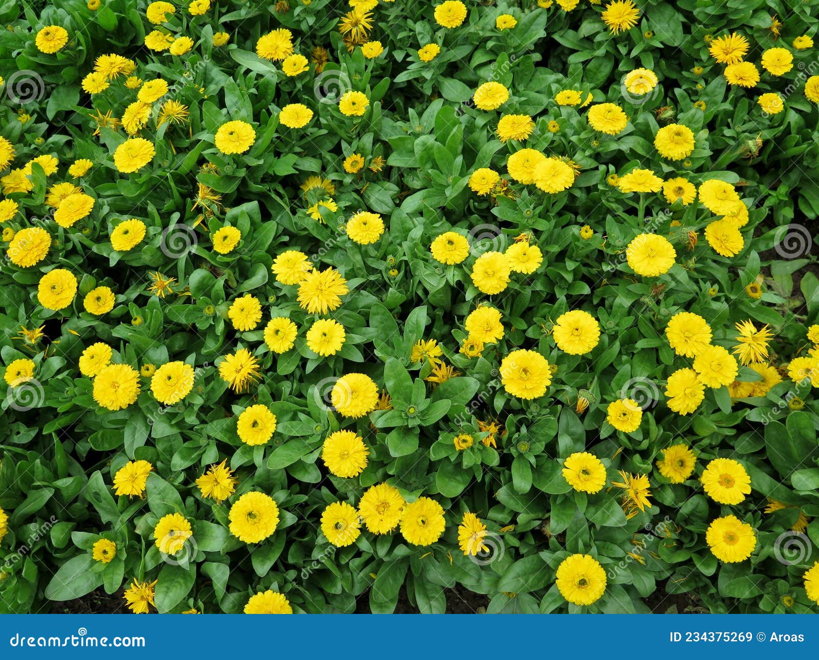 Flower Beds in Formal Garden Stock Image Image of growth, field