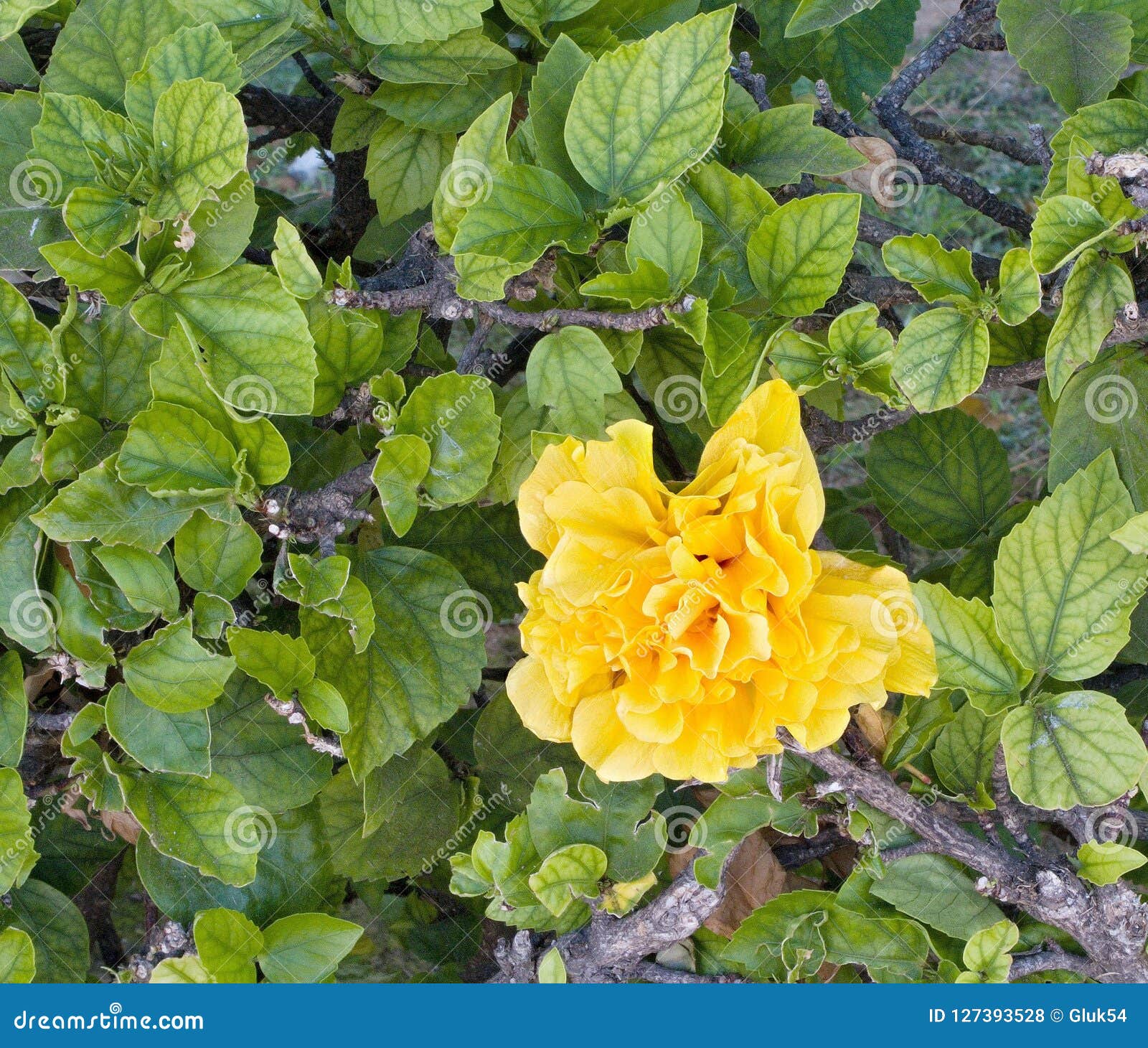 Yellow Flower of Begonia Tuberous in Hedge Stock Photo Image of