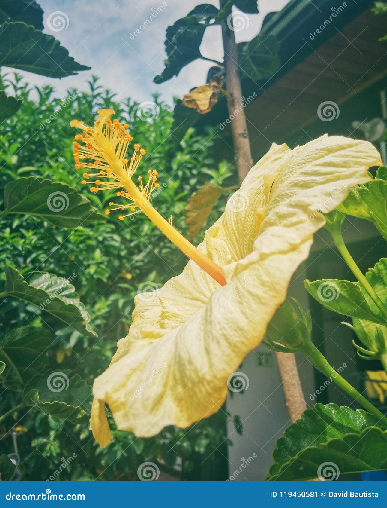 yellow flower with big anthers and polen