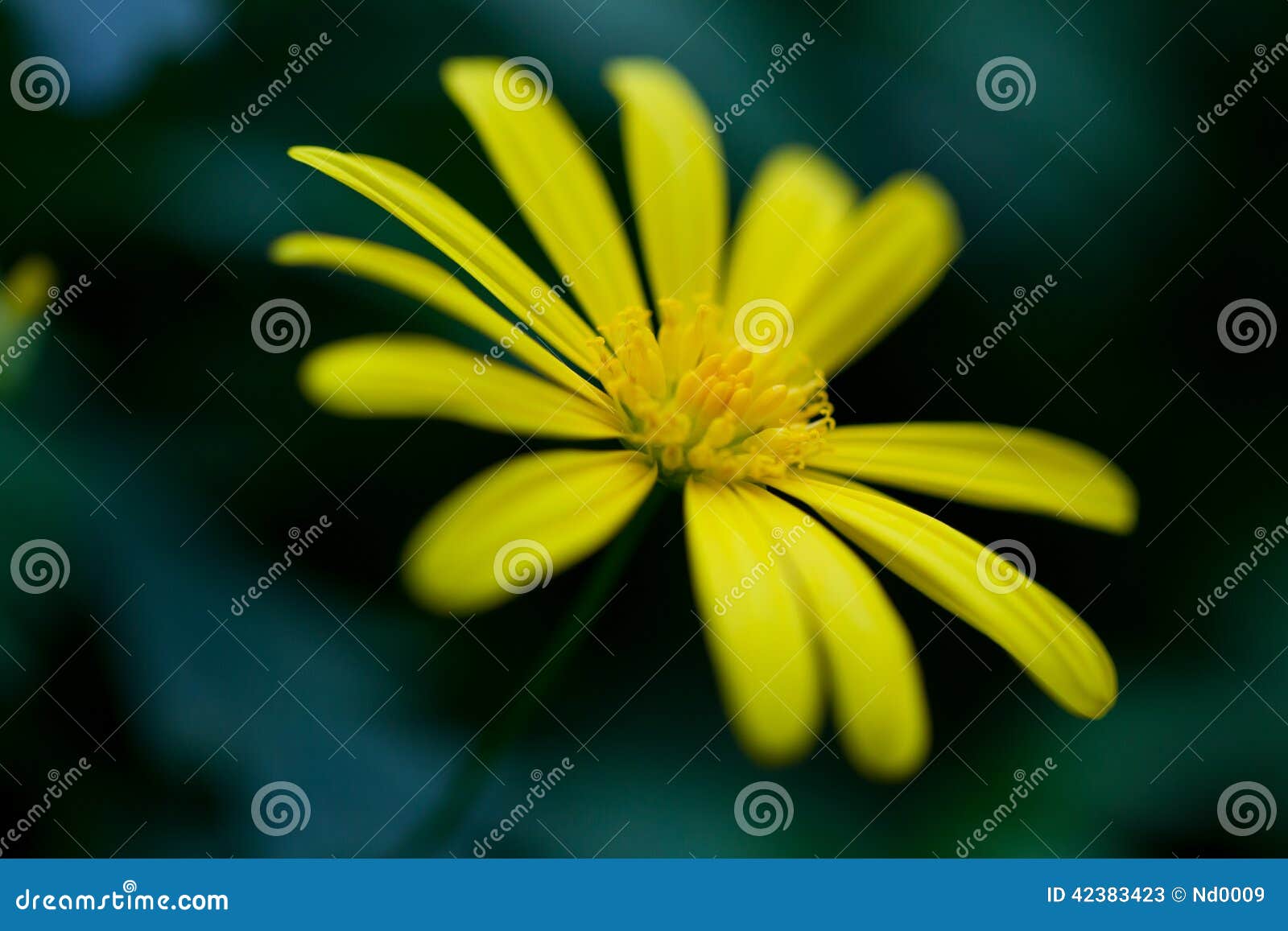 Yellow Flower on the Black Background Stock Image Image of blossom