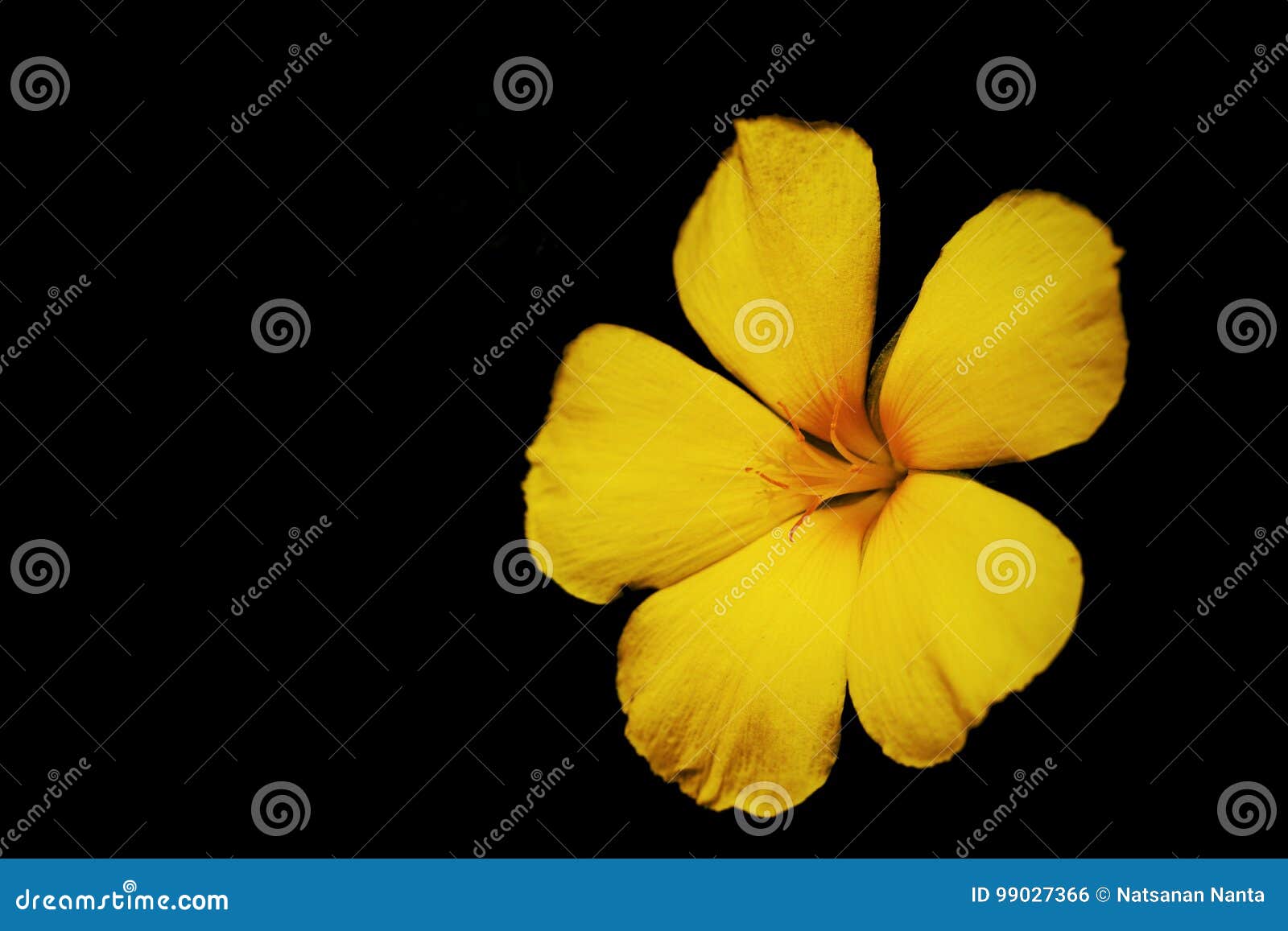 Yellow Flower Stock Photo Image Of Closeup Flowercollection 99027366
