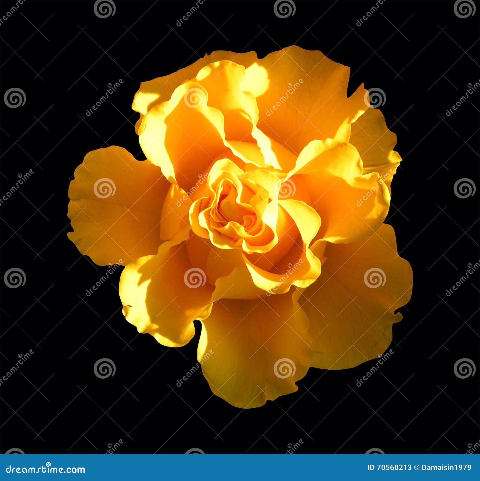 Yellow Flower on Black Background Stock Image Image of garden, pure