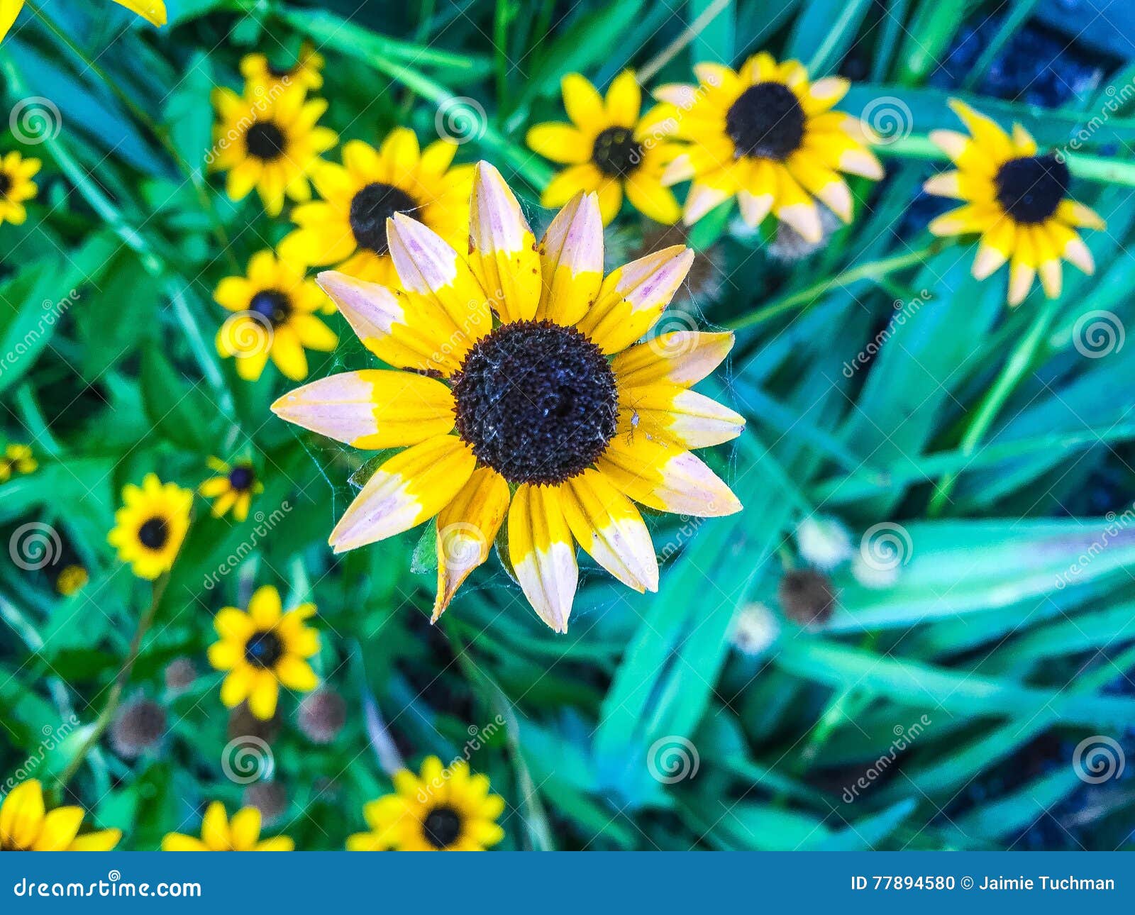 Yellow flower stock photo. Image of fall, blossom, color 77894580