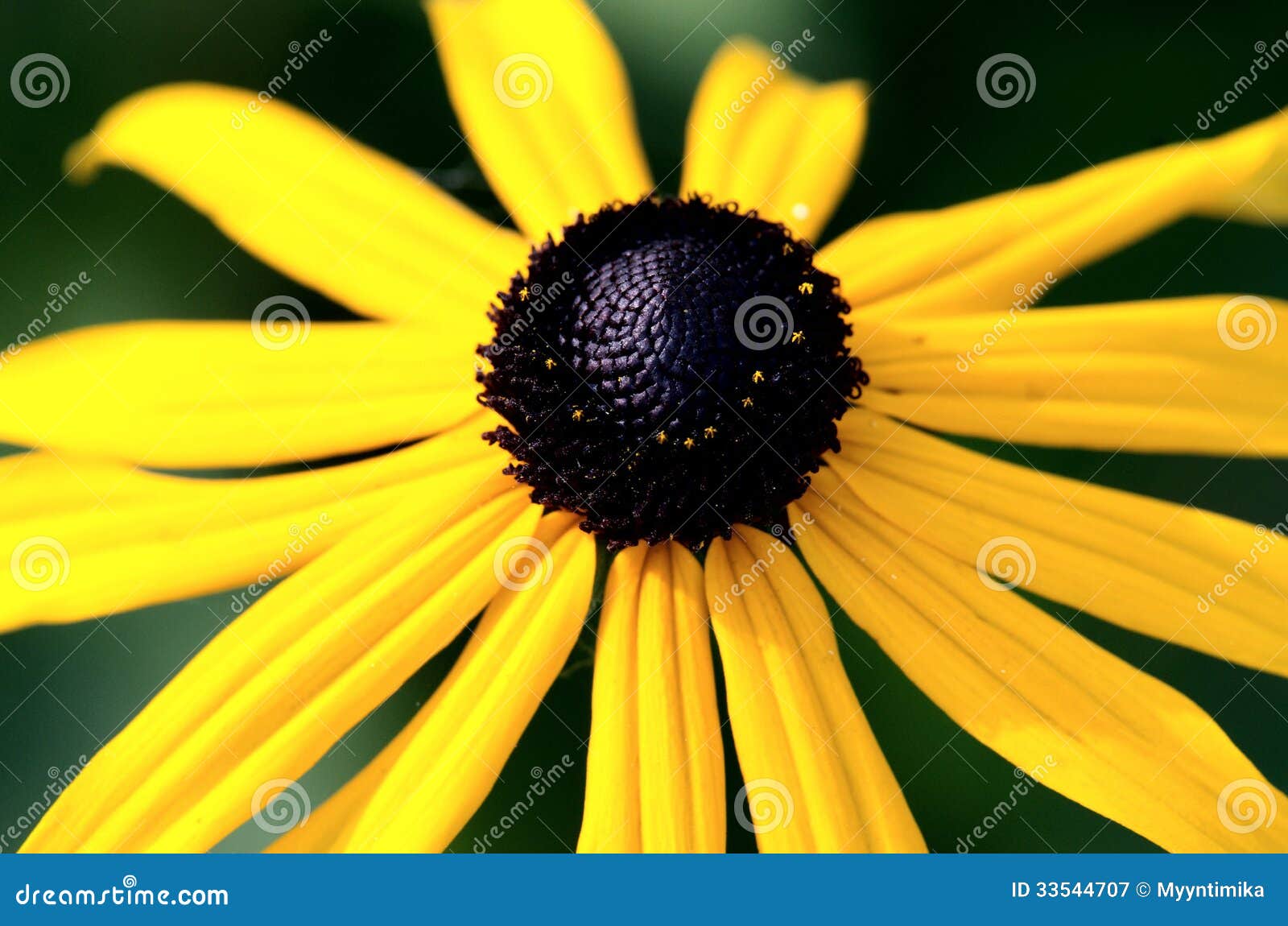 Yellow flower stock image. Image of garden, black, carpel 33544707