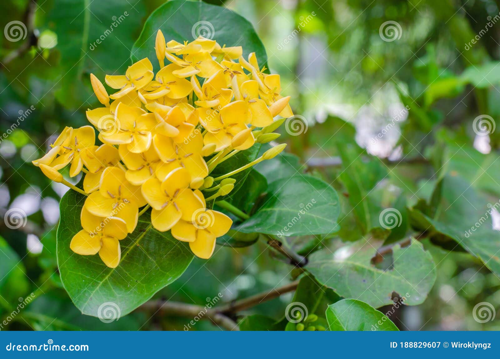 Yellow Needle Flower or Botanical Name is Ixora Coccinea is Blooming. Stock  Image - Image of coccinea, texture: 188829607
