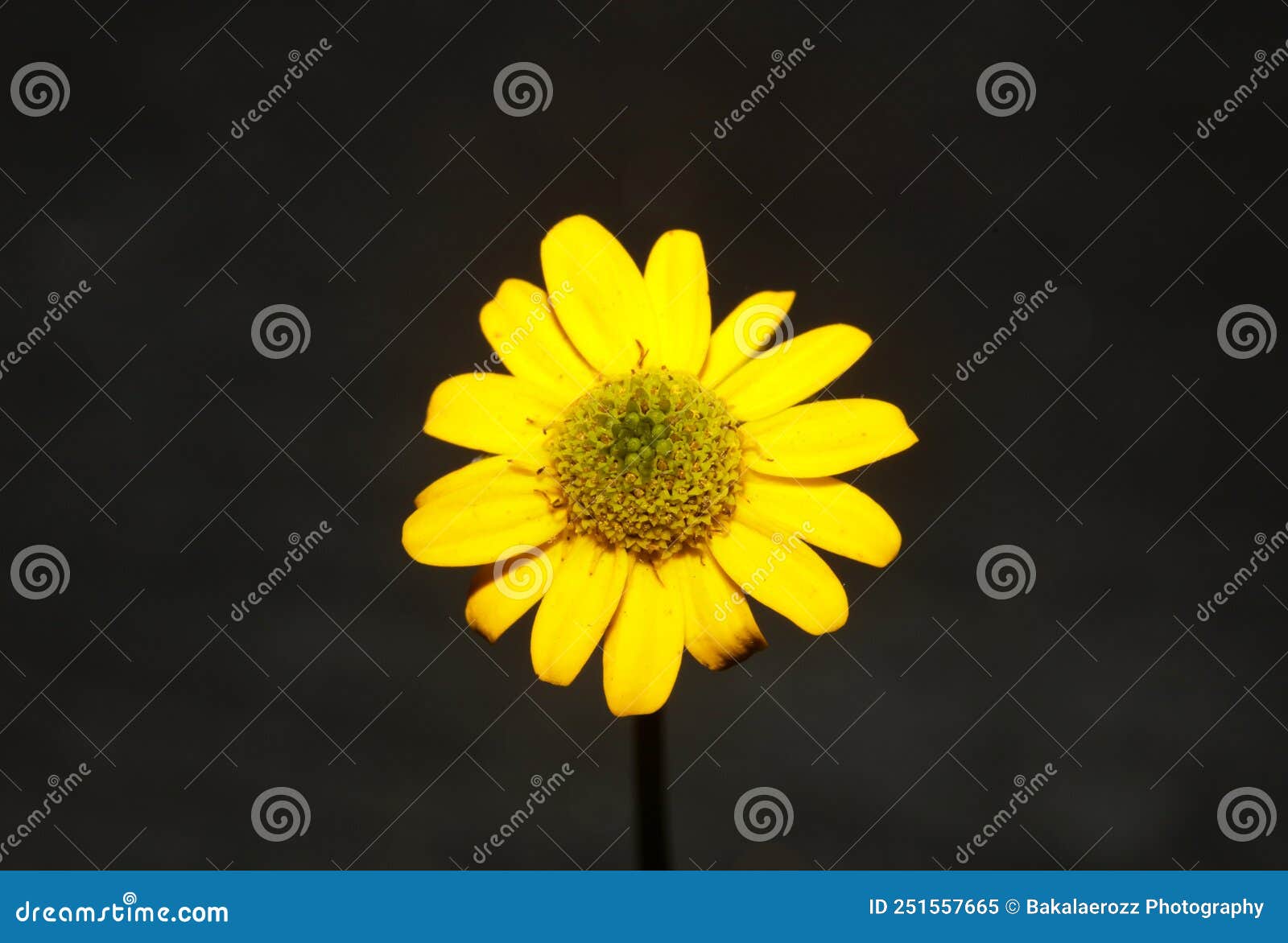 yellow flower blossom close up botanical background sanvitalia procumbens family compositae high quality big size print