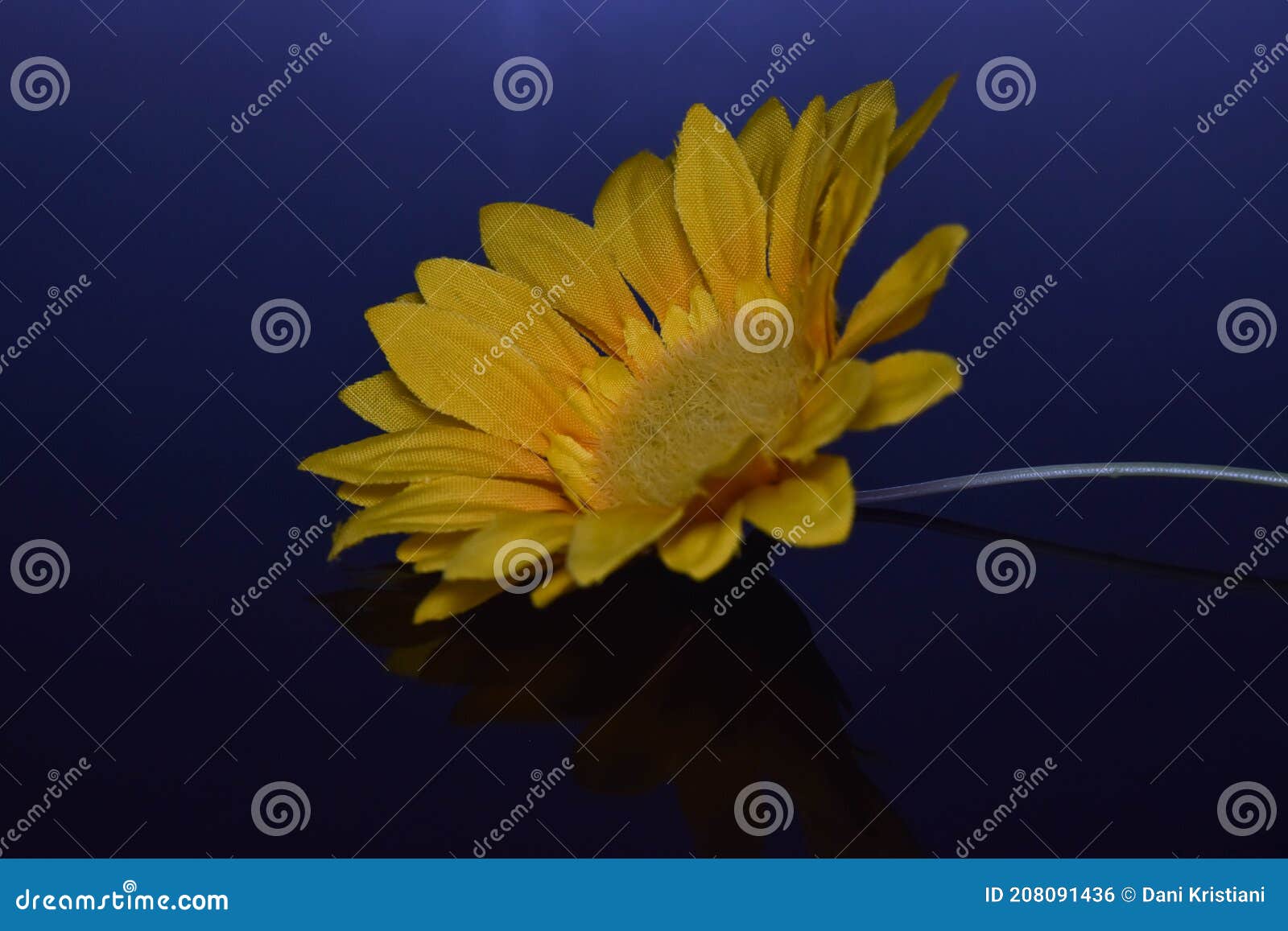 Yellow Flower on Blue Background Stock Photo Image of blossom, dreams