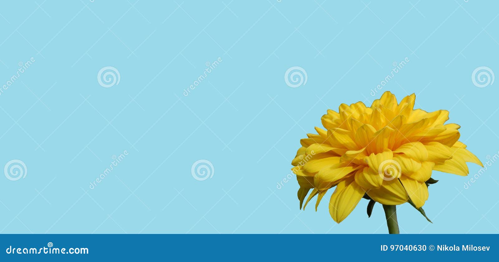 Yellow Flower with Blue Background Stock Photo Image of floral