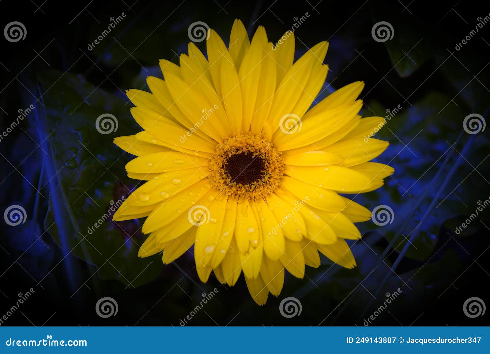 Yellow Flower Brown Center Gerbera Single Daisy Stock Image Image of