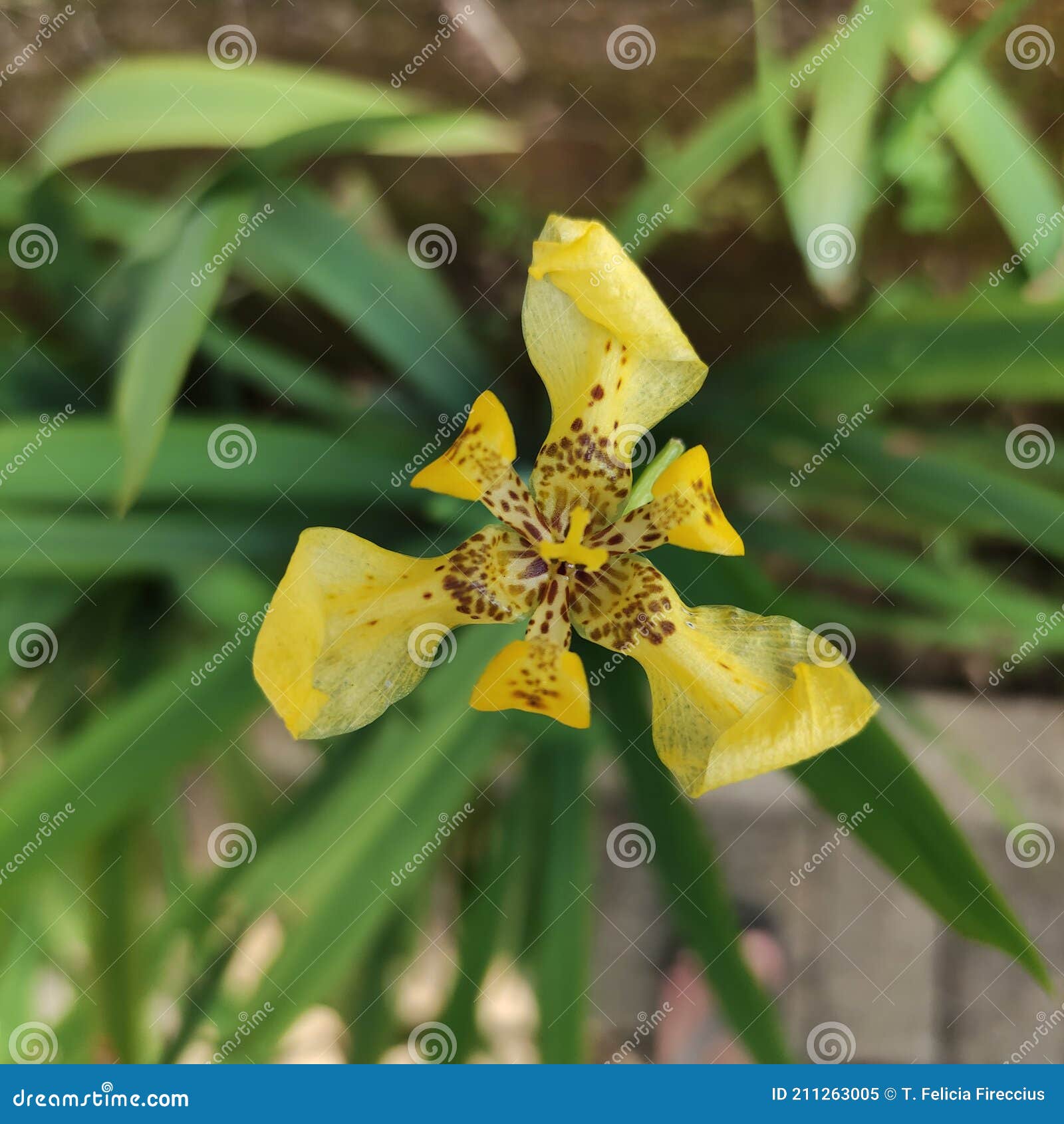 Yellow Flower with Brown Spots Details Stock Image Image of herb
