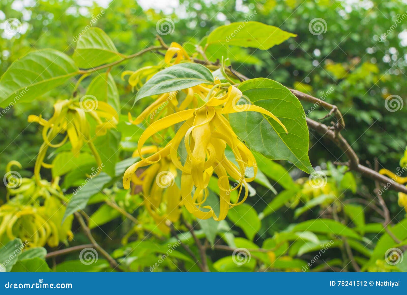 Yellow flower stock photo. Image of essential, fragrant 78241512