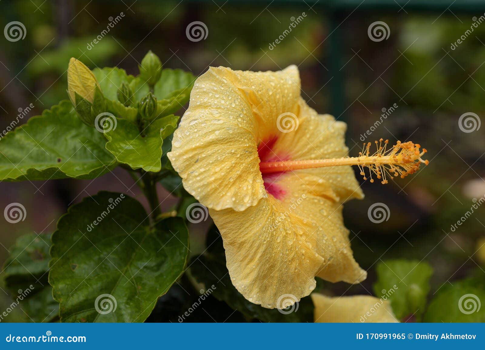 Yellow Flower of Chinese Hibiscus Tree Stock Image Image of hibiscus