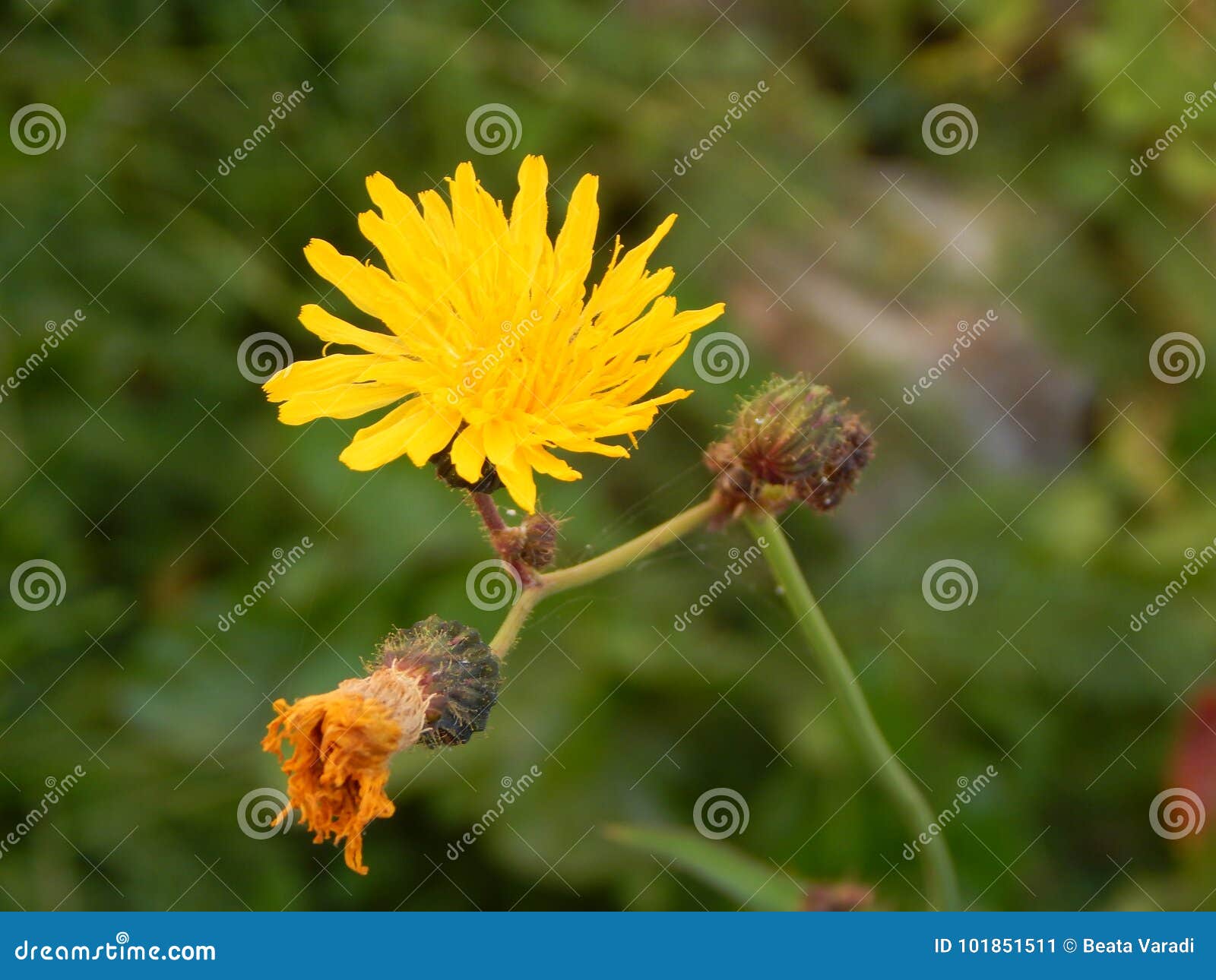 yellow flower