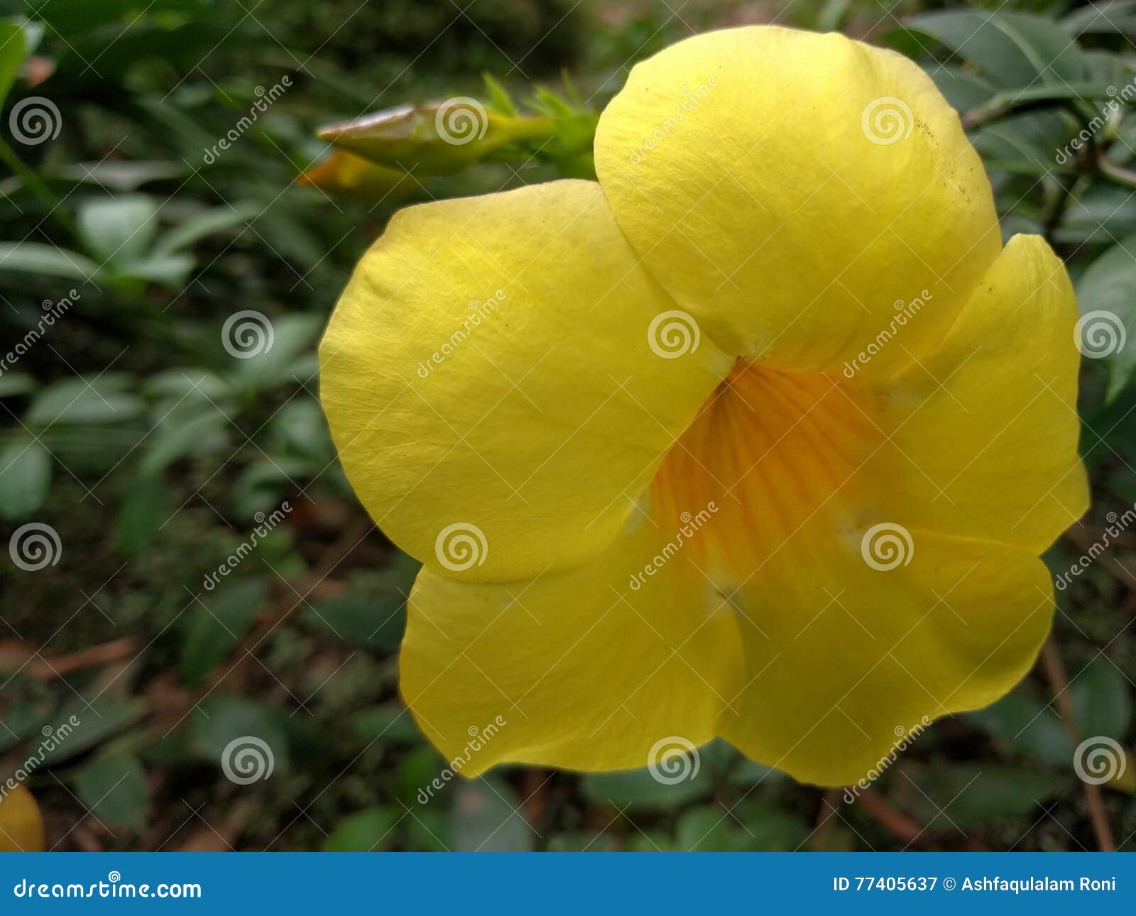YELLOW FLOWER stock image. Image of wildflower, petal 77405637