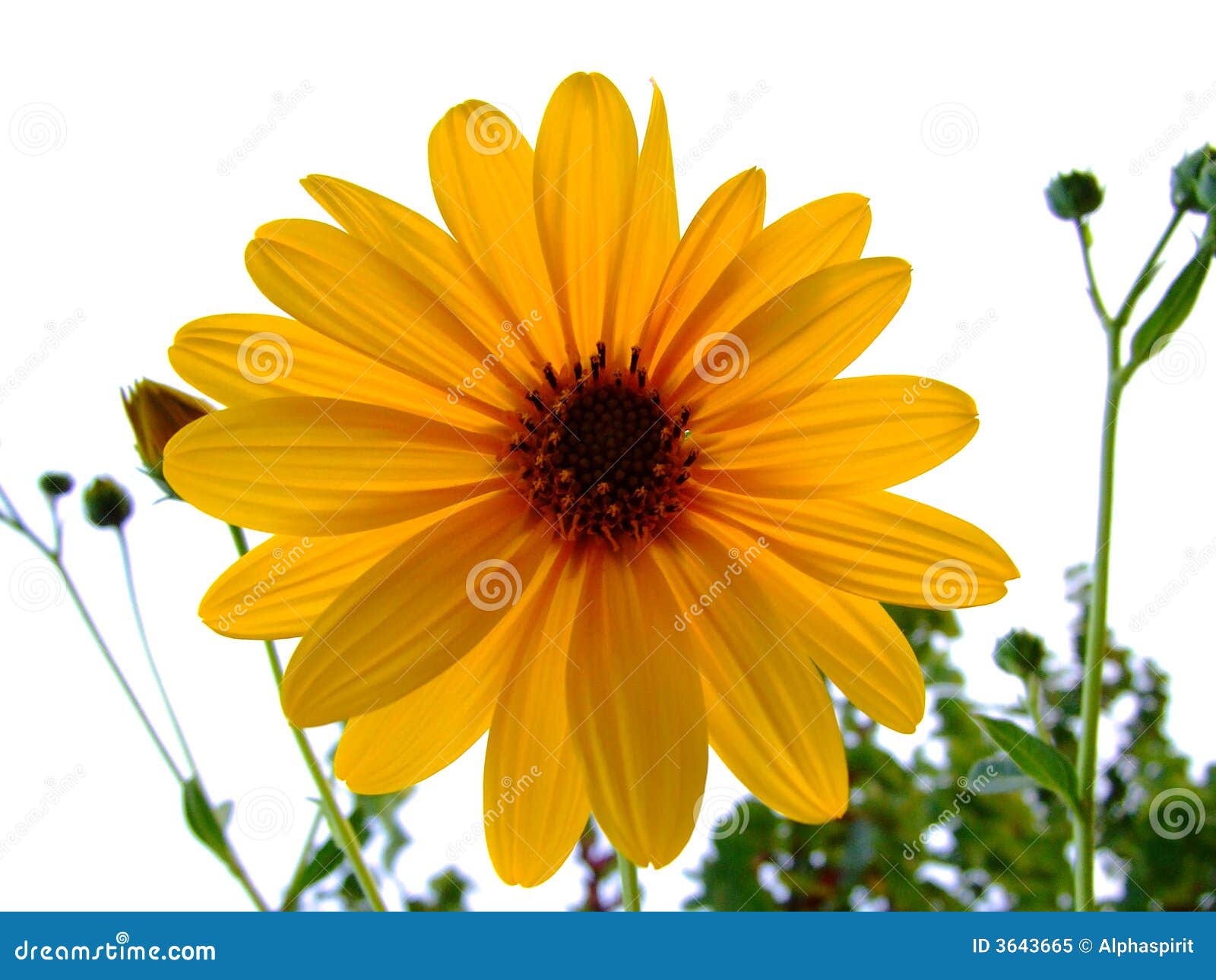 yellow flower, dalia