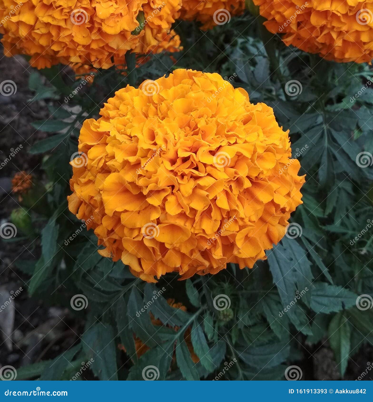 Yellow Flower , Day of the Dead Flowers, Mexican Marigold, Tagetes Erecta ,  CempasÃºchil Stock Image - Image of culture, bright: 161913393