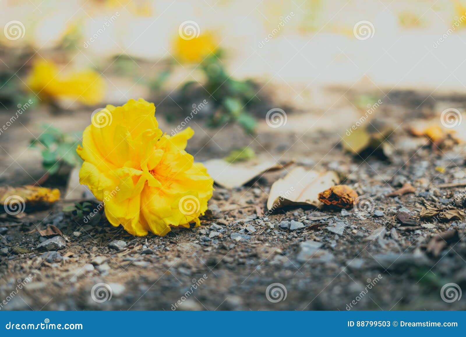 Yellow flower stock image. Image of plant, outdoor, petal 88799503