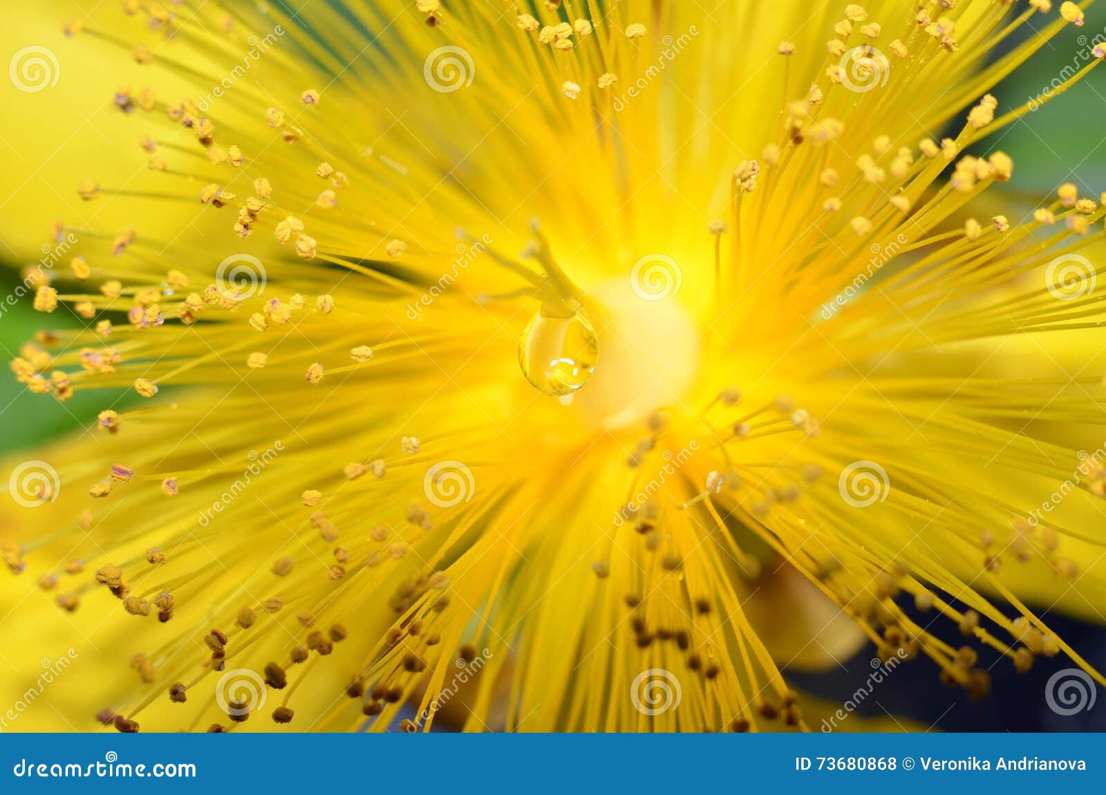 Yellow flower and drop stock photo. Image of snails, natural 73680868