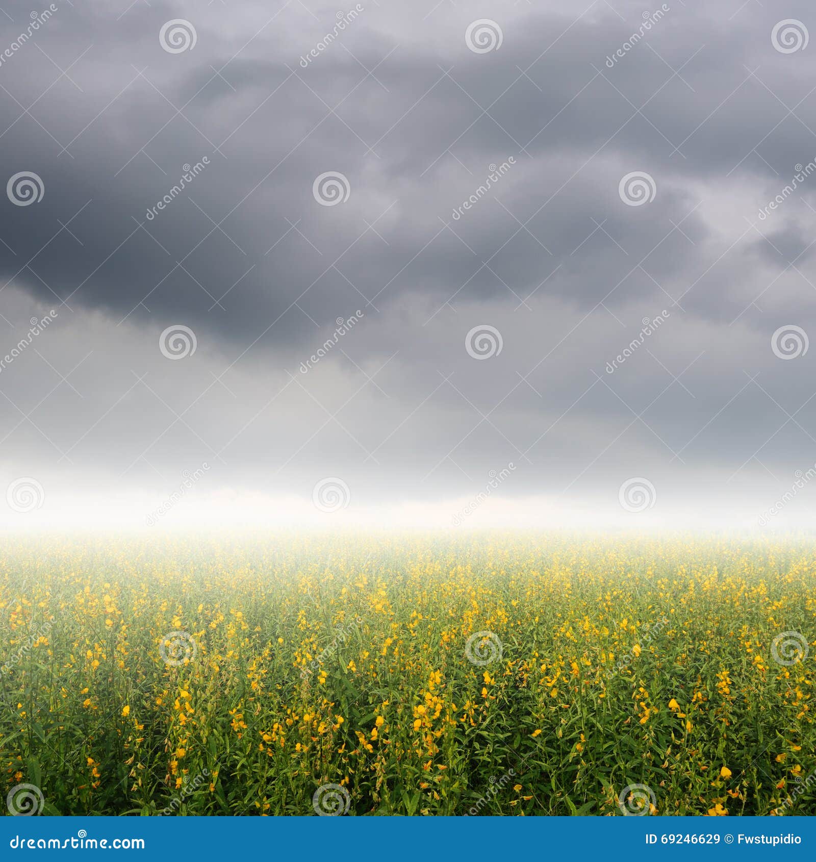 yellow flower fields and rainclouds