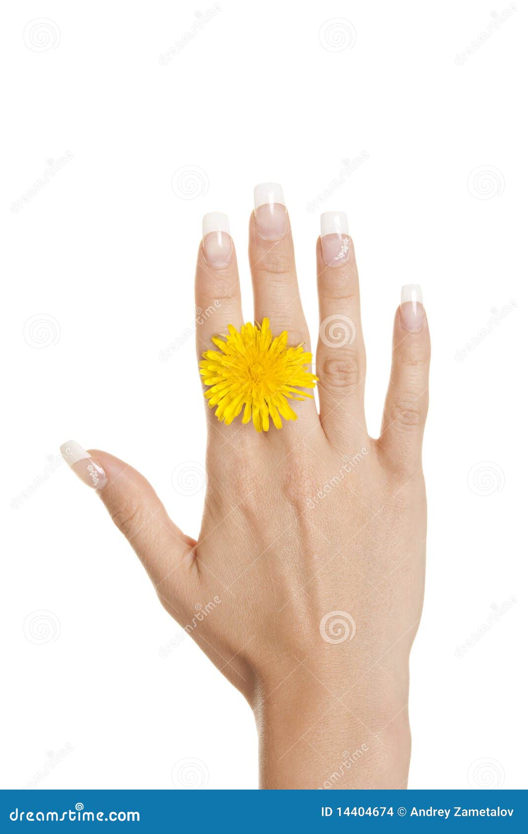 Yellow Flower between Fingers of Female Hand Stock Photo Image of