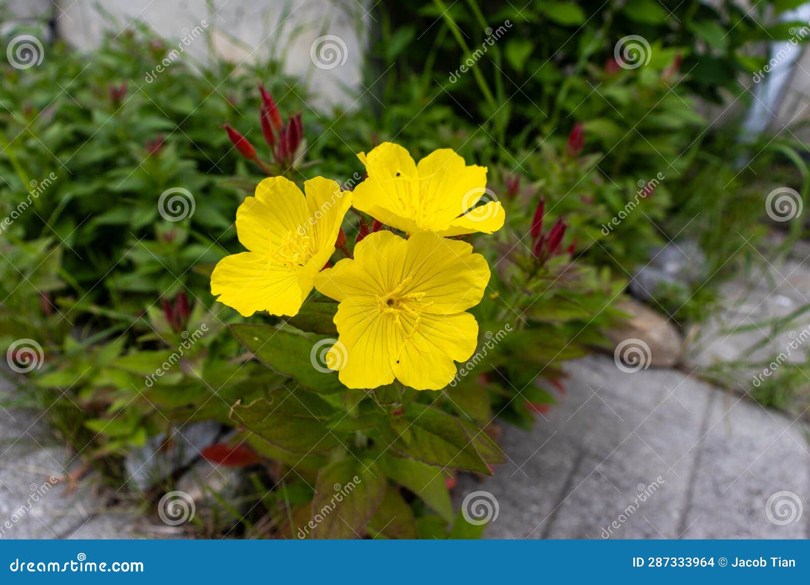 Yellow flower with four petals in focus and center of image darker