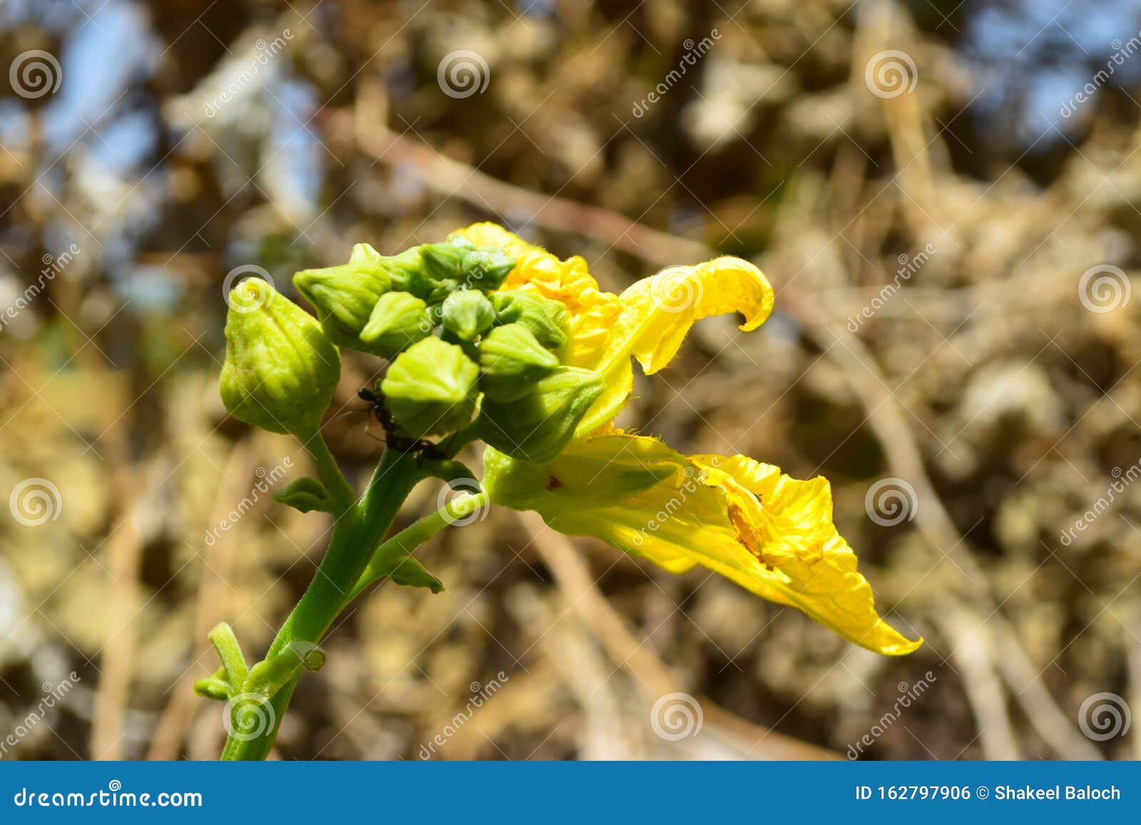 Yellow Flower Garden Vegetable Floral Food Farm Leaf Blossom Stock