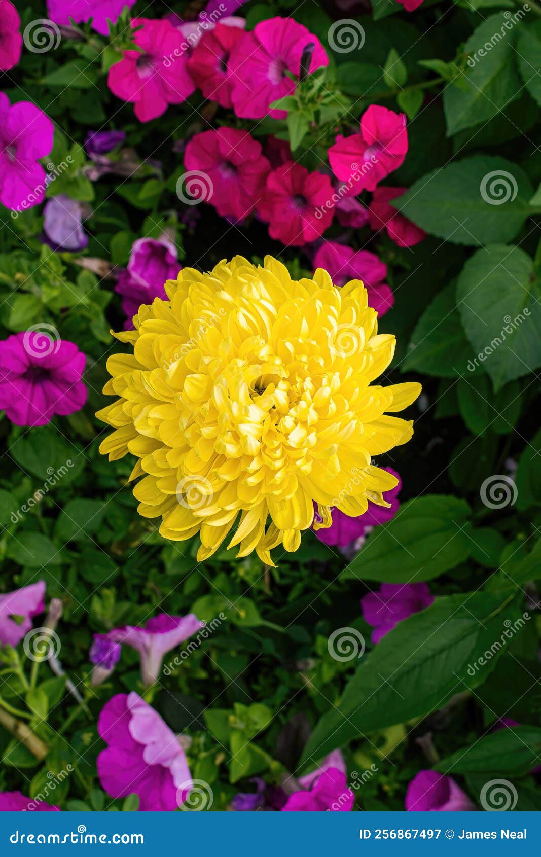 Yellow Flower in the Garden Stock Image Image of colorful, springtime