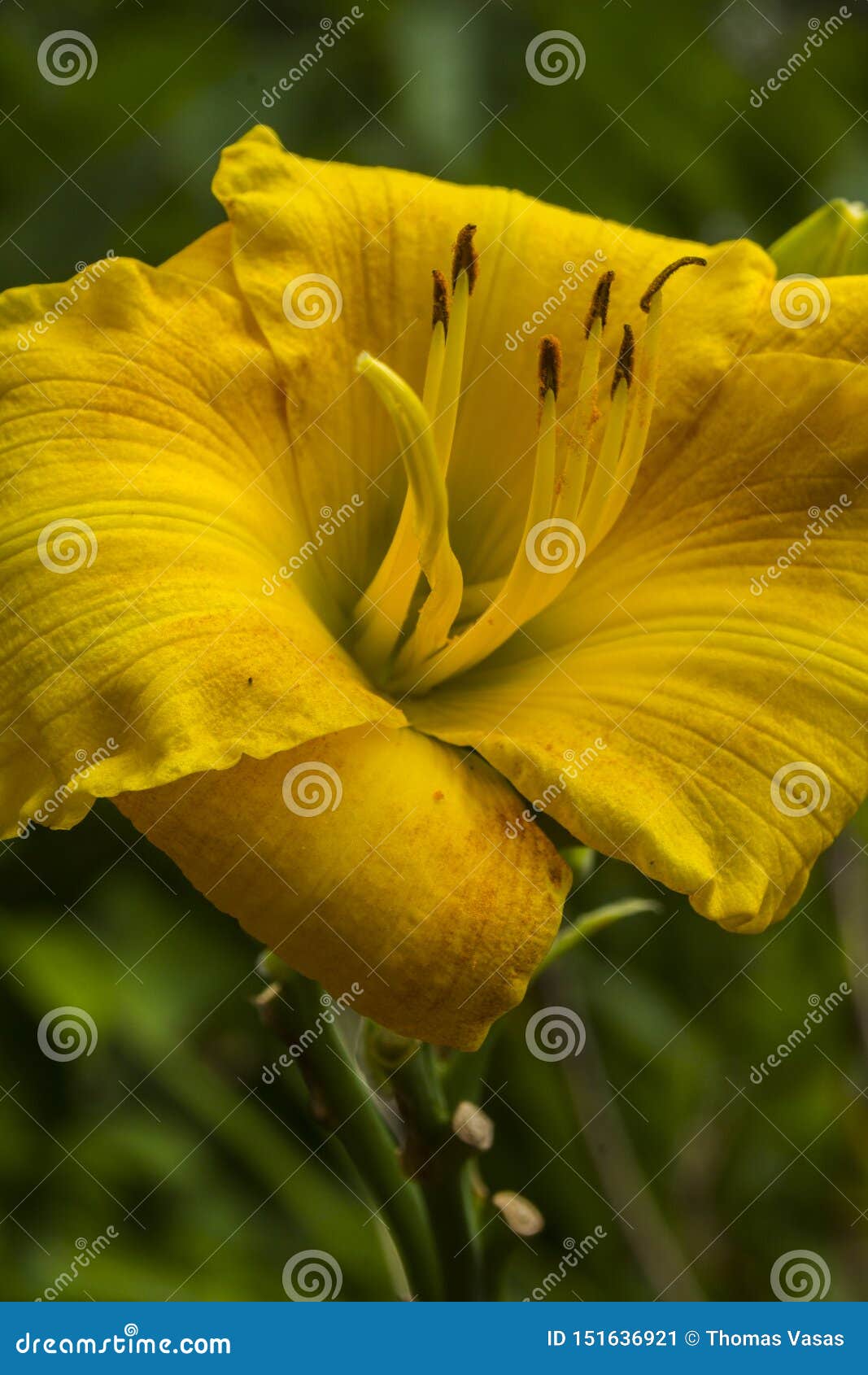 The Yellow Flower At The Gardens Stock Image Image Of Brown