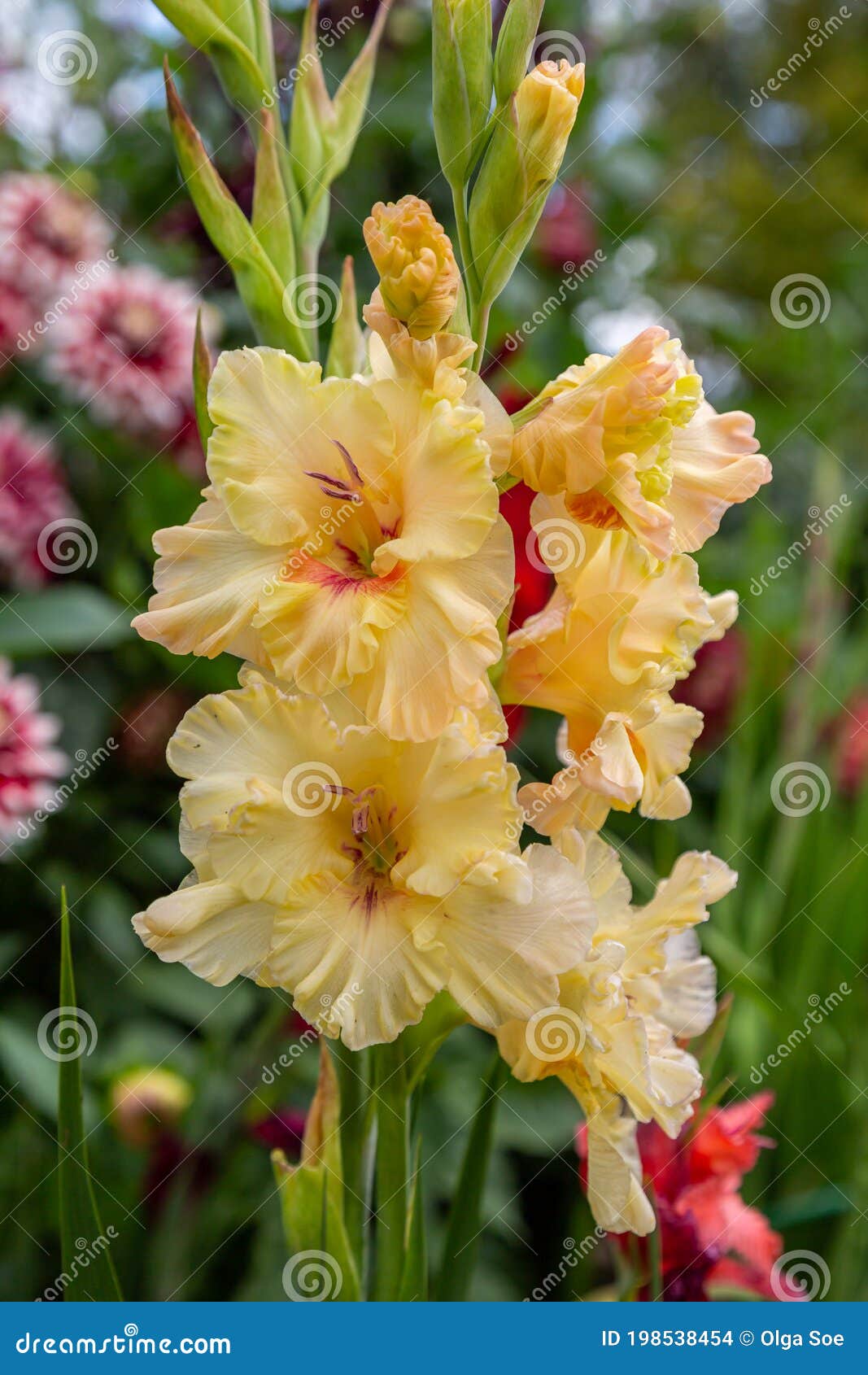 yellow flower gladiolos closeup in garden