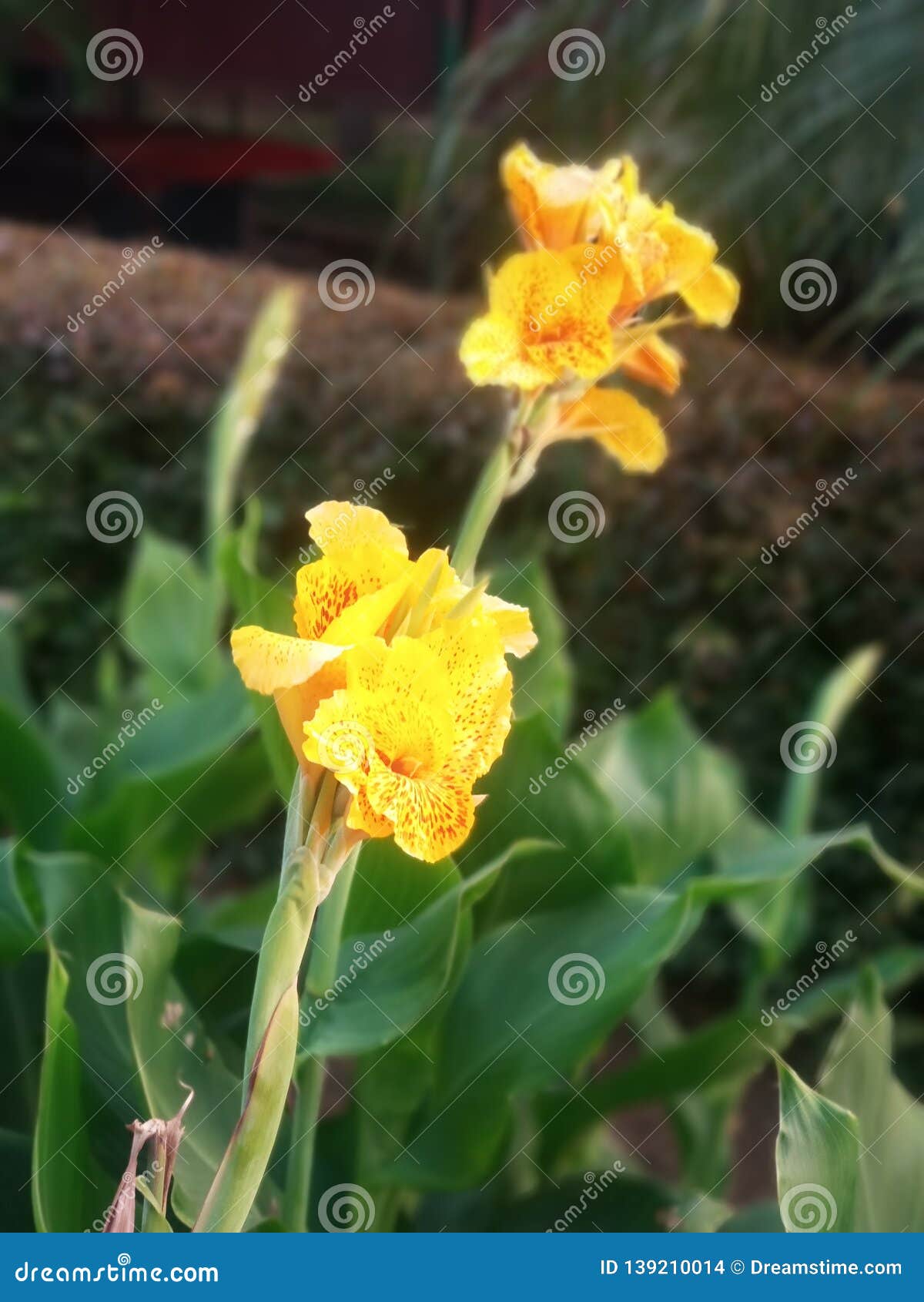 Yellow flower stock photo. Image of flower, beautygreeen 139210014