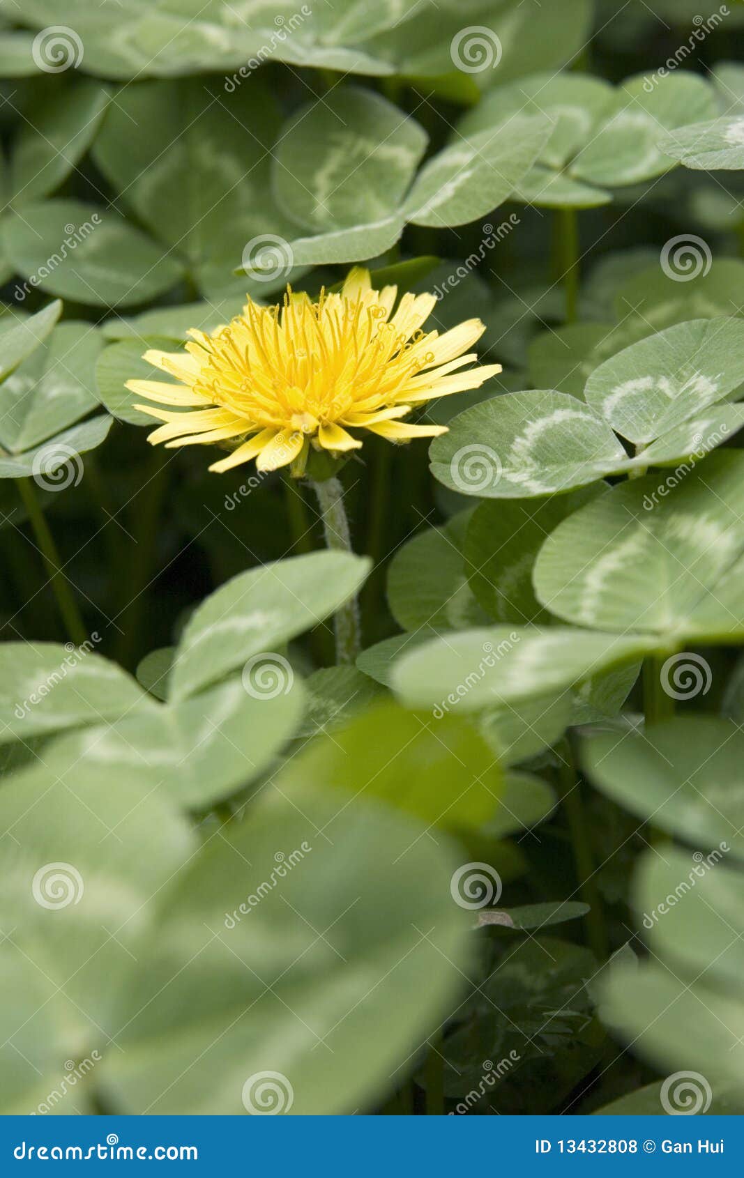 Yellow Flower in Green Background Stock Photo Image of flower, leaves