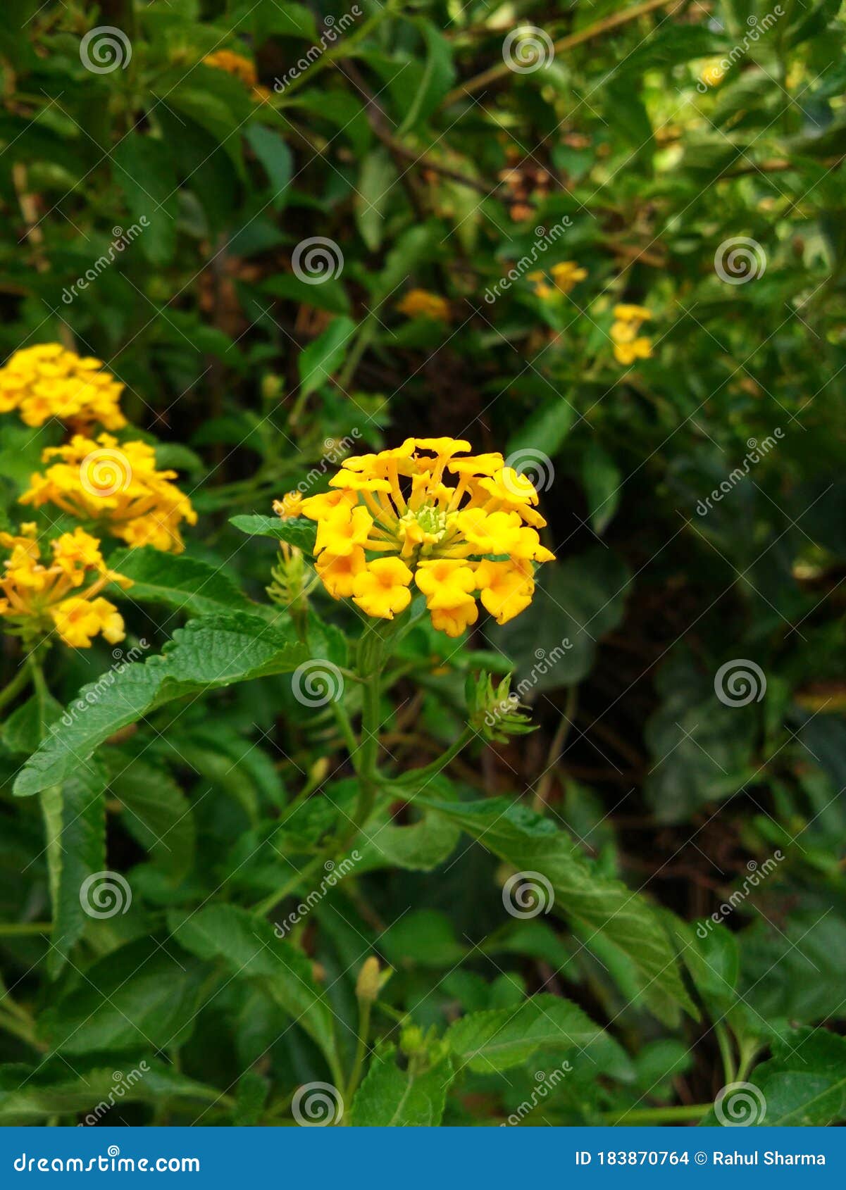 Yellow Flower with Green Background Stock Photo Image of yellow