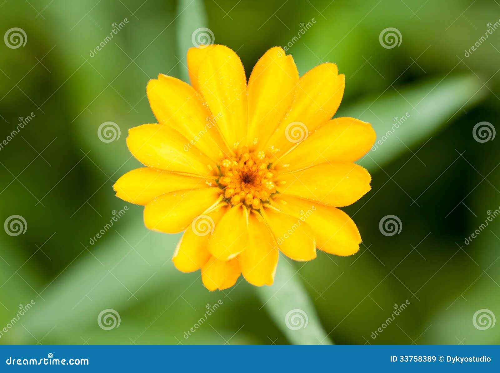 Yellow Flower on Green Background Stock Image Image of flower, daisy
