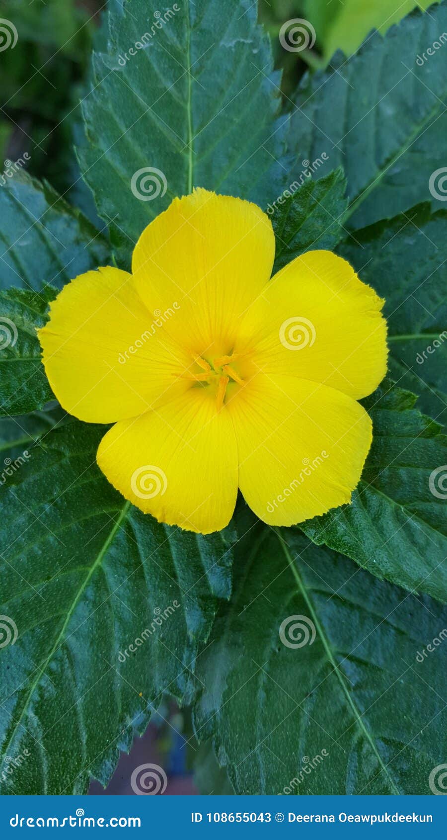 Yellow Flower on Green Background Stock Image Image of
