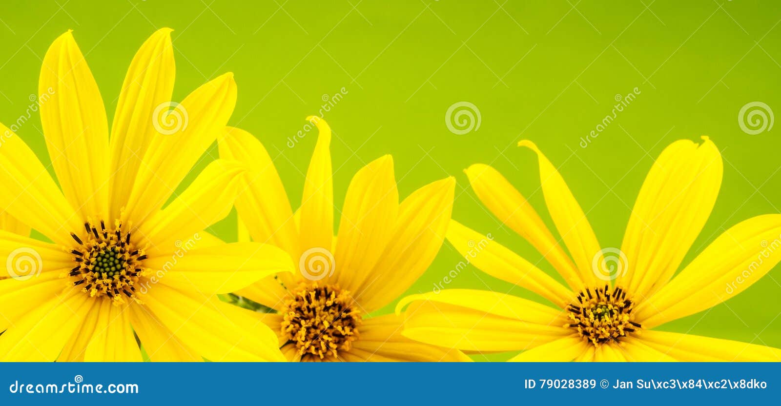 Yellow Flower on Green Background Stock Image Image of copy, bloom