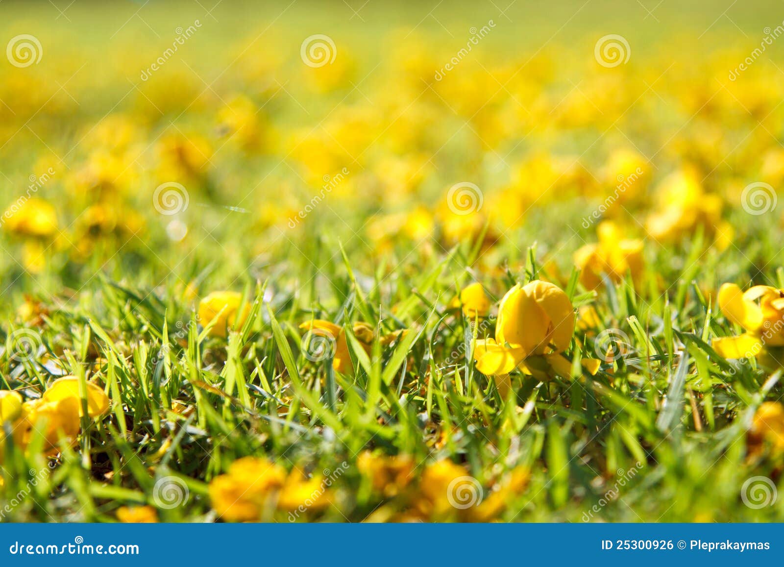 Yellow Flower on Green Grass Stock Photo Image of pumice, green 25300926